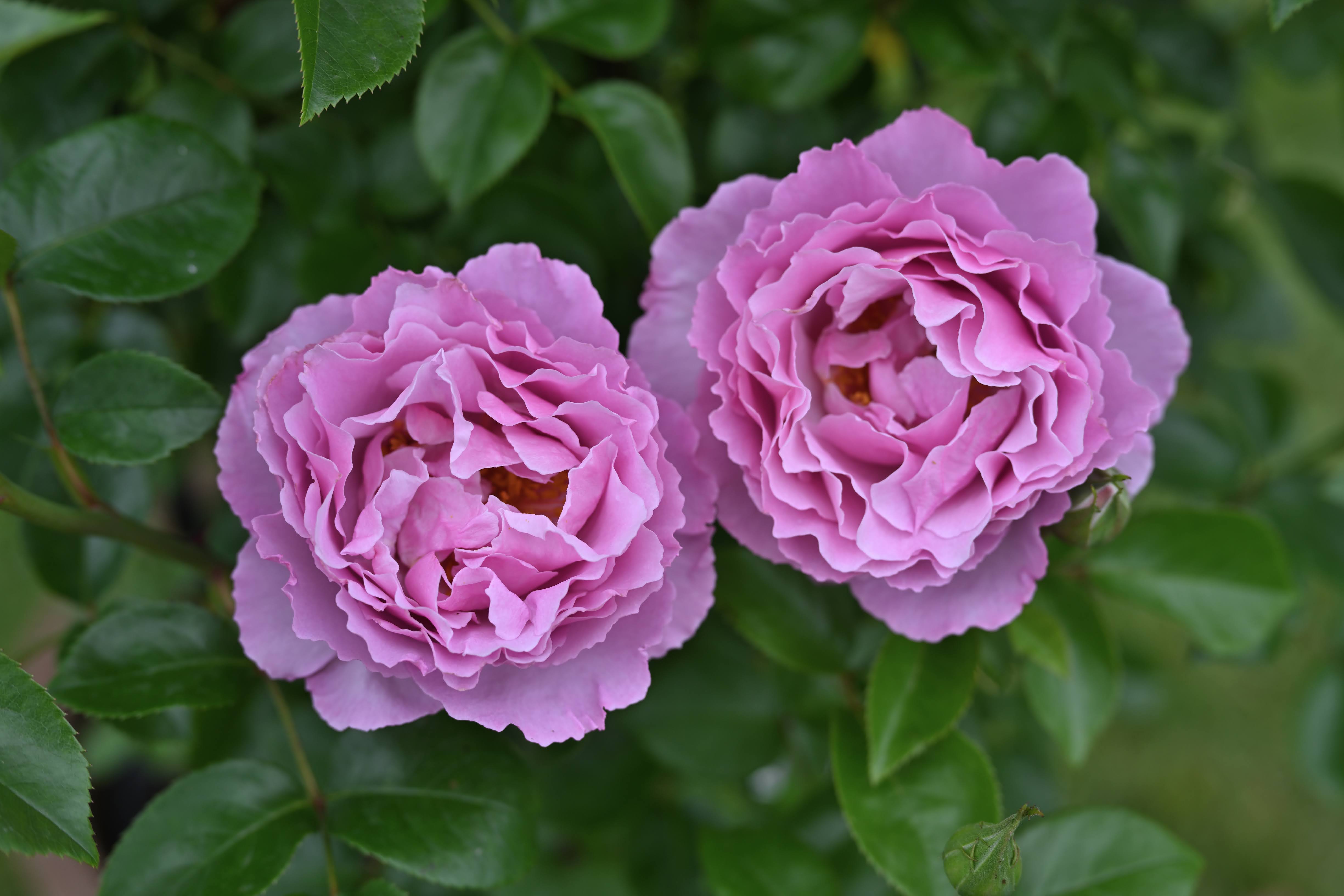 Floribunda Rose - Alexandra David Neel®-2