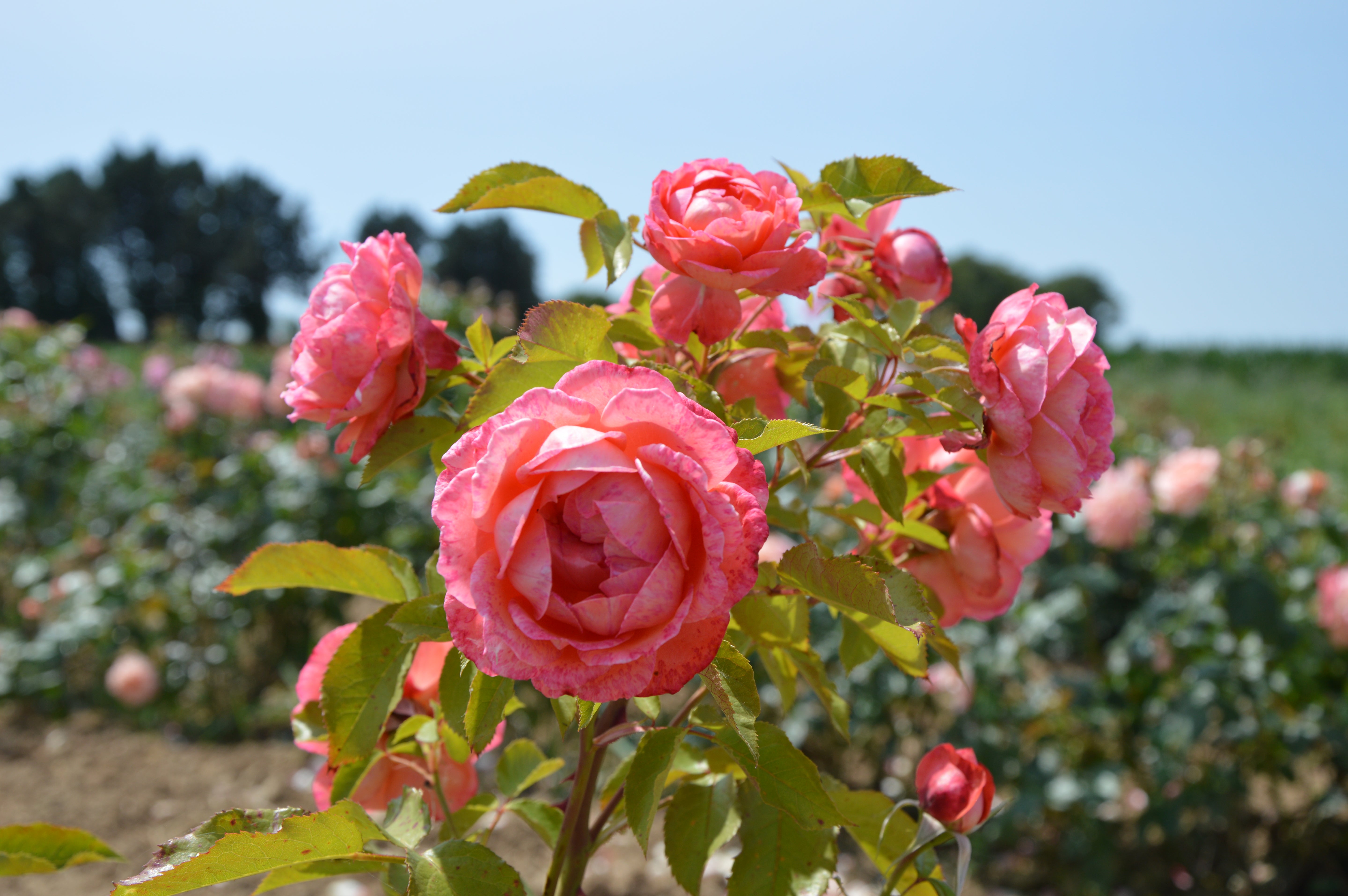 Floribunda Rose - Bijou Corail®-2