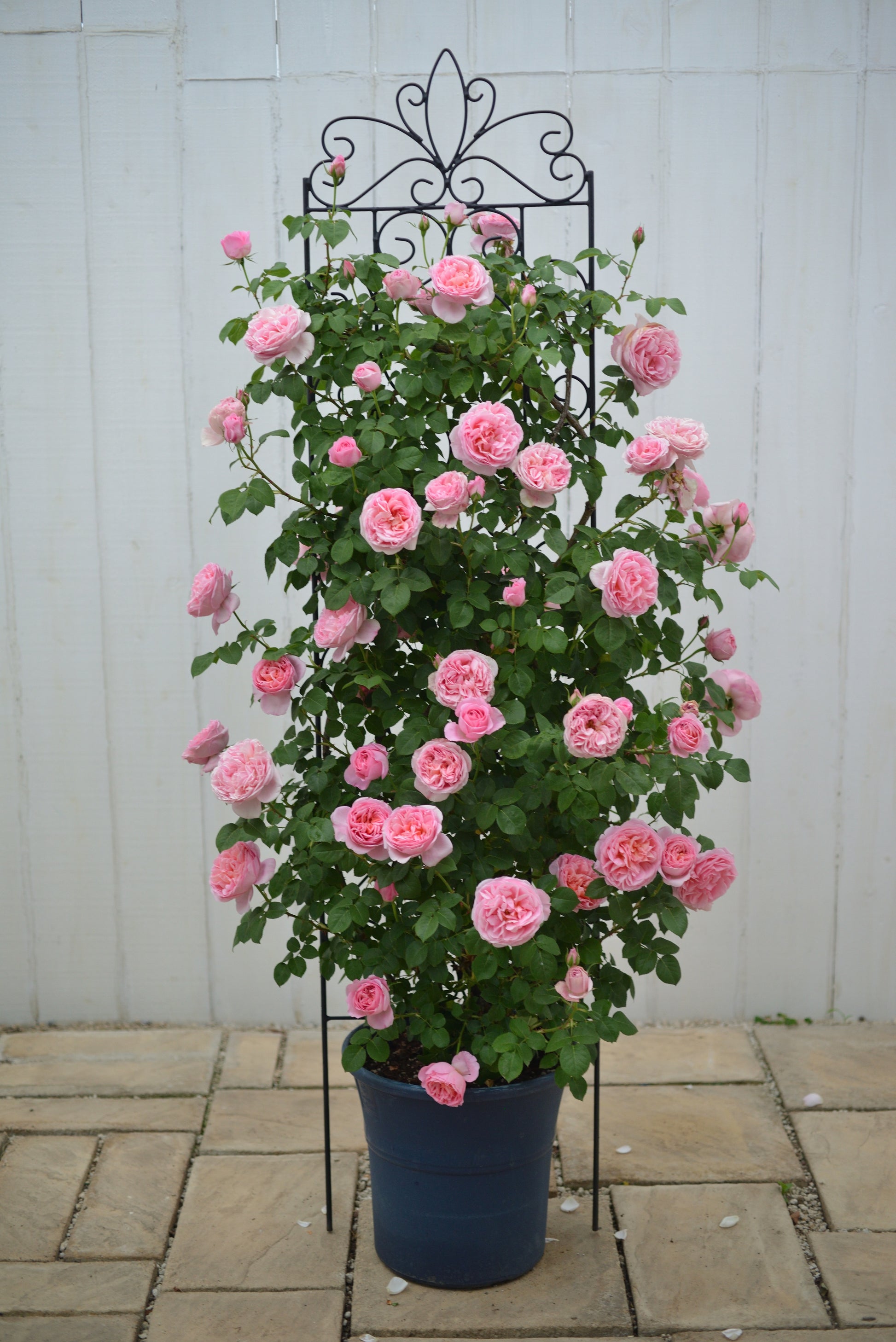 Floribunda Rose - Dames de Chenonceau®-5