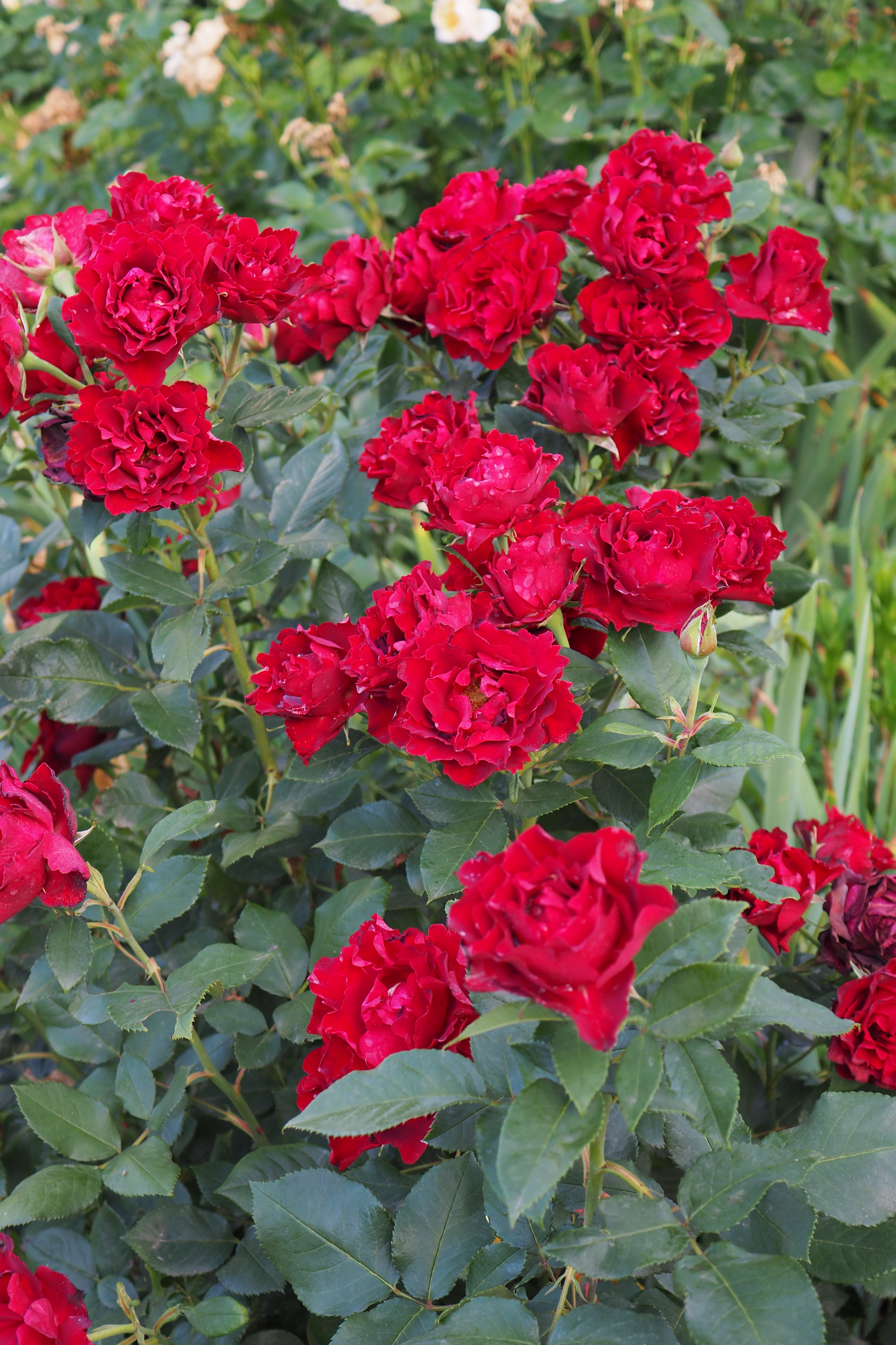 Floribunda Rose - Hommage a Barbara® (Heinz Winkler)-1