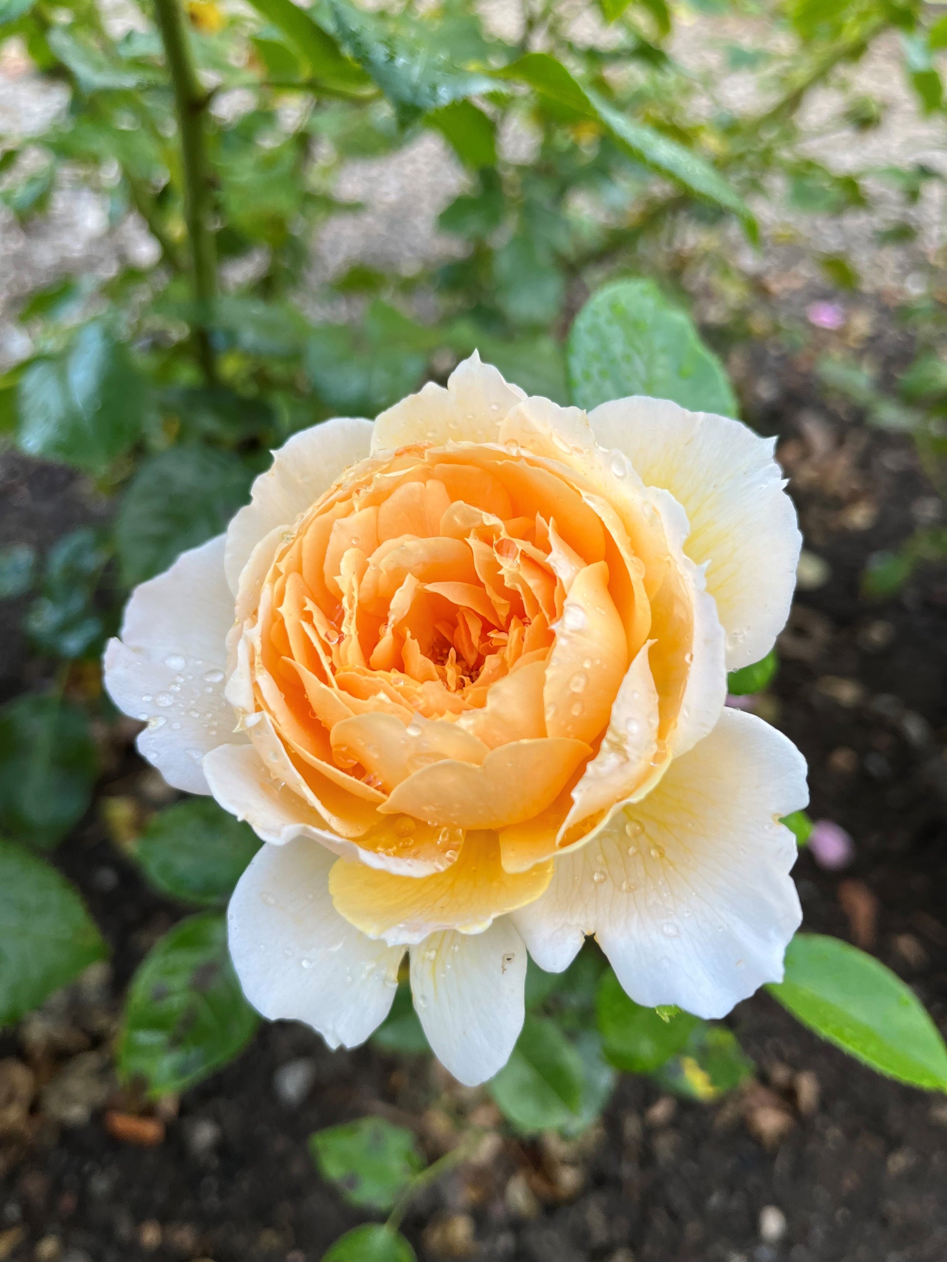 Floribunda Rose - Patrick Devedjian®-1