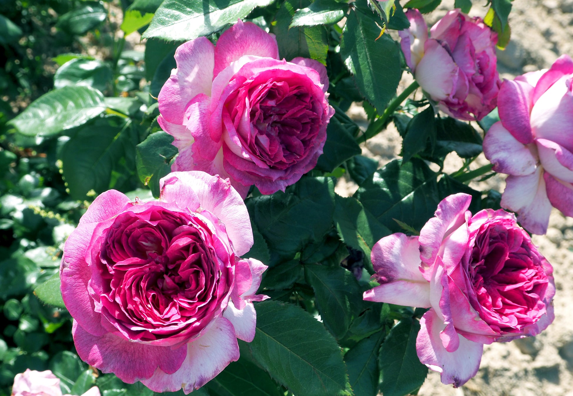 Floribunda Rose - Thierry Marx®-2