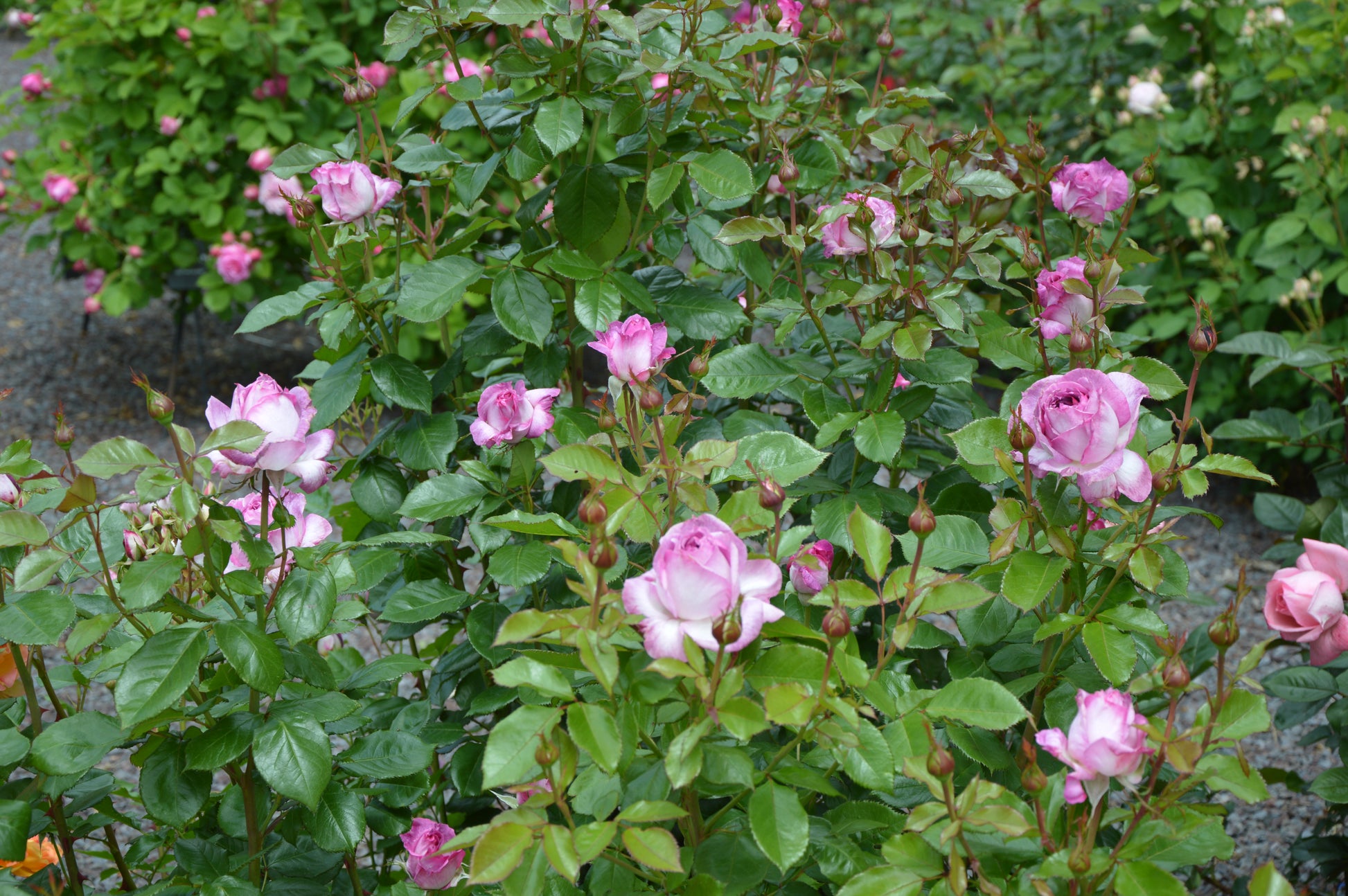 Floribunda Rose - Thierry Marx®-7