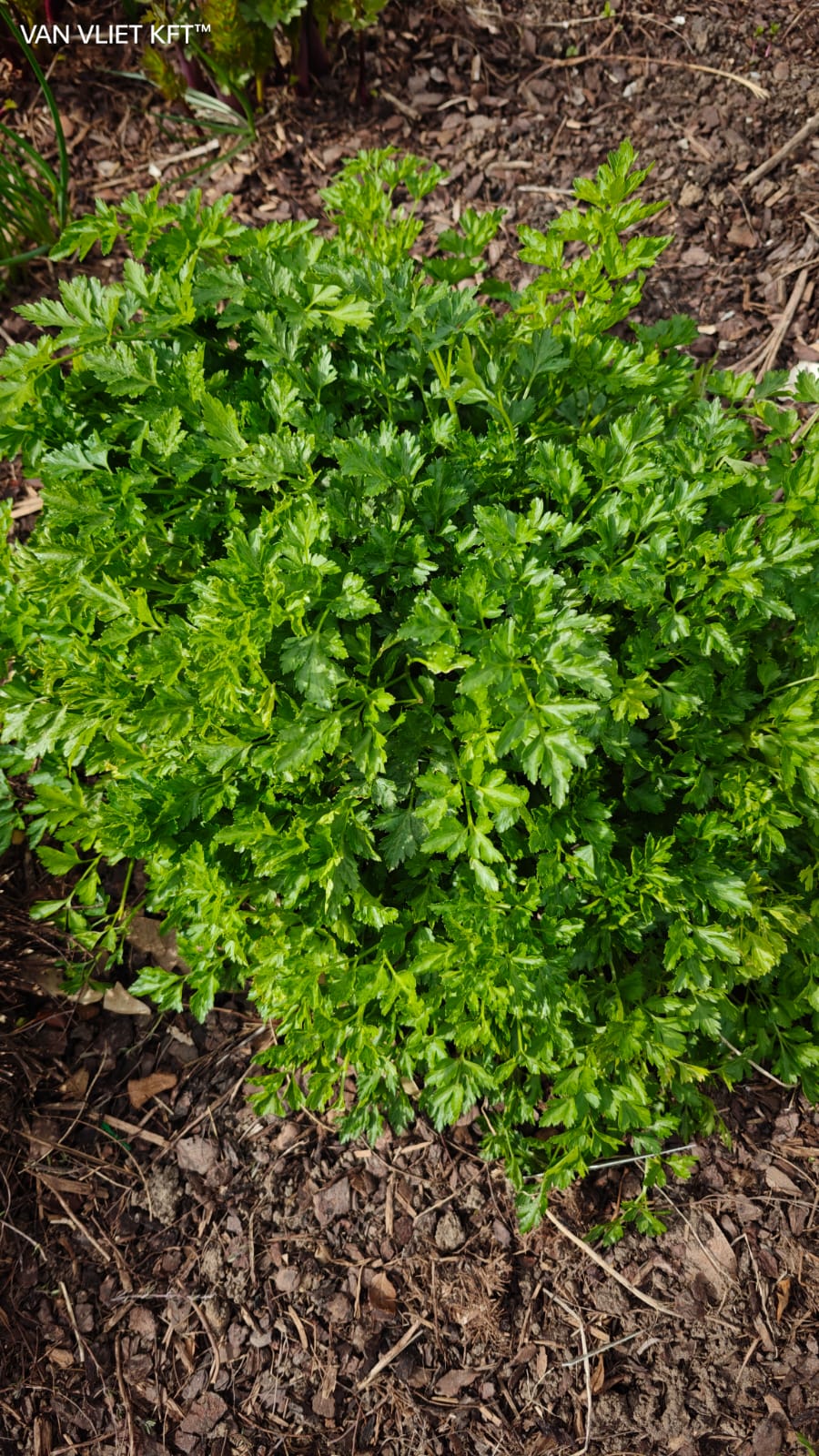 Petrezselyem - Gigante D'Italia - 5 g