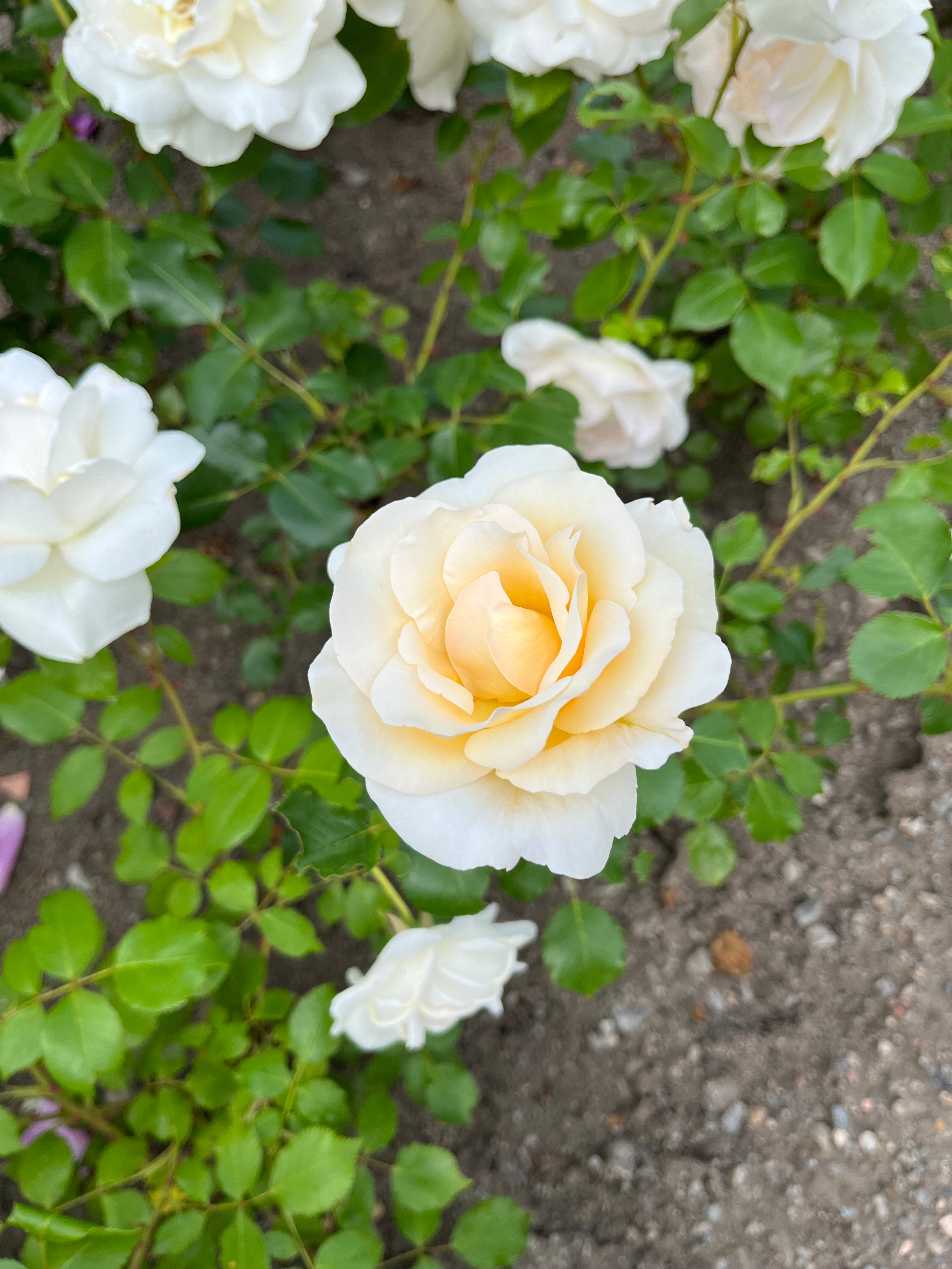 Teahibrid Rózsa - Grand Nord®