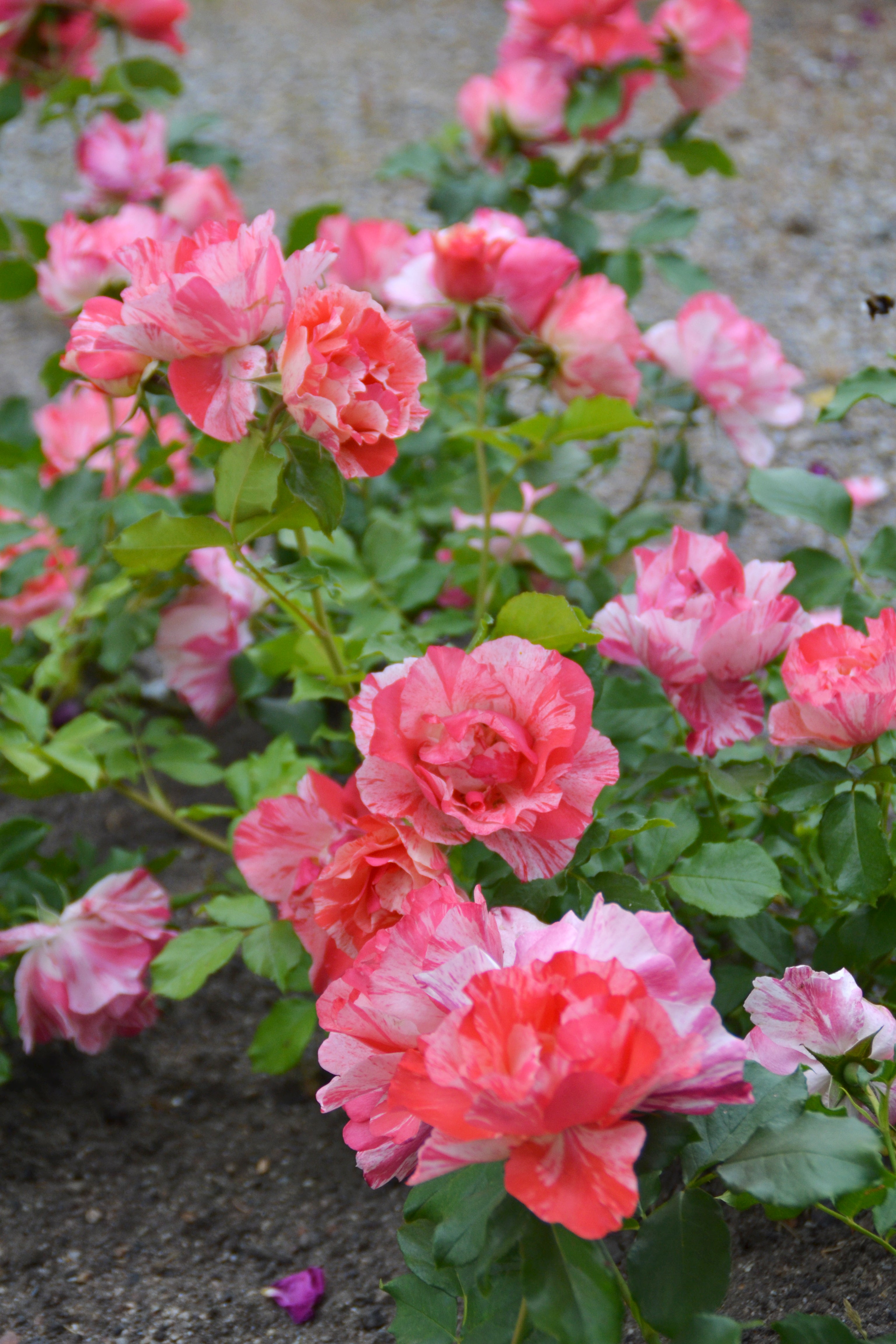 Floribunda Rózsa – Grimaldi®