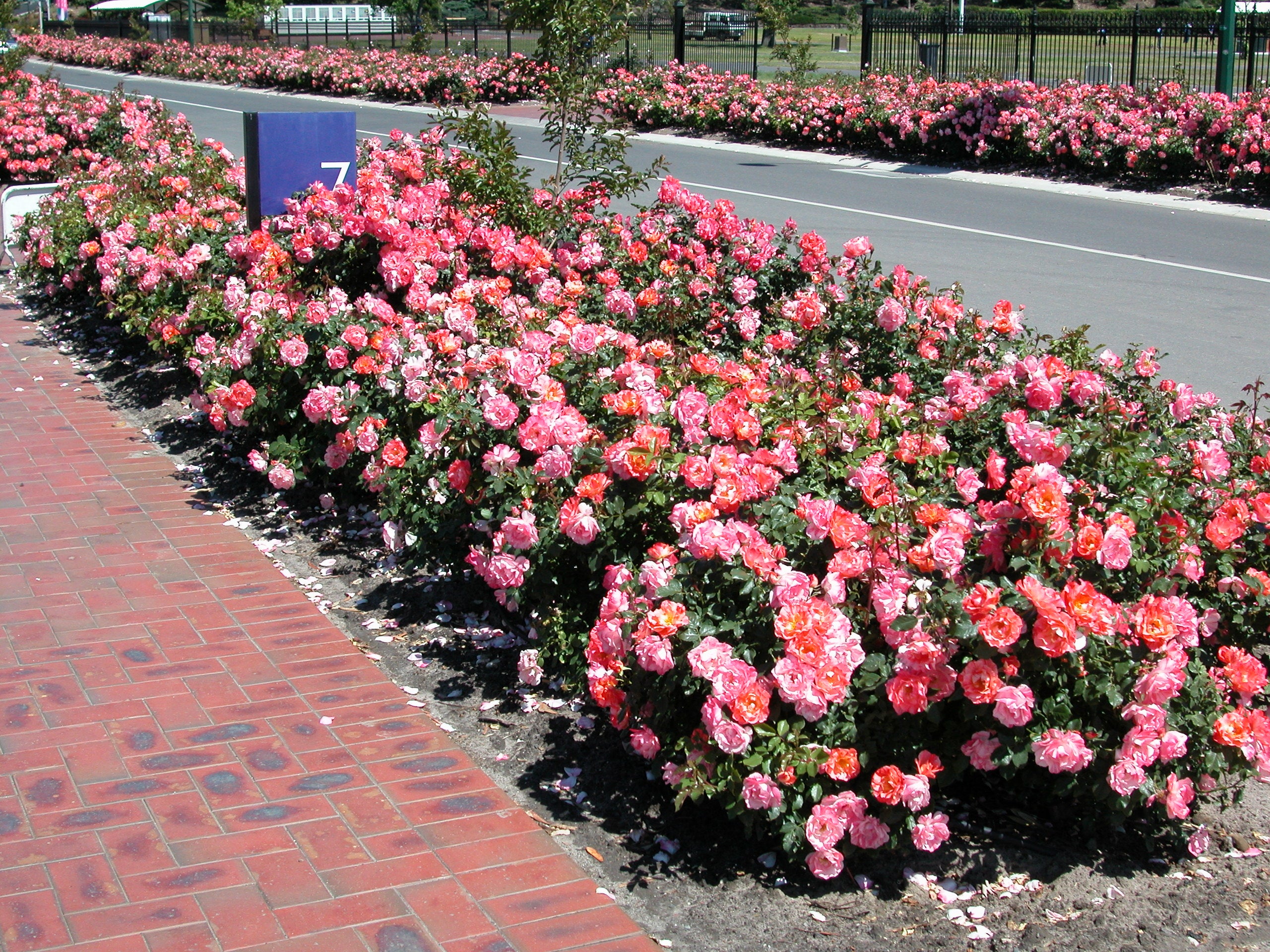 Floribunda Rózsa – Grimaldi®