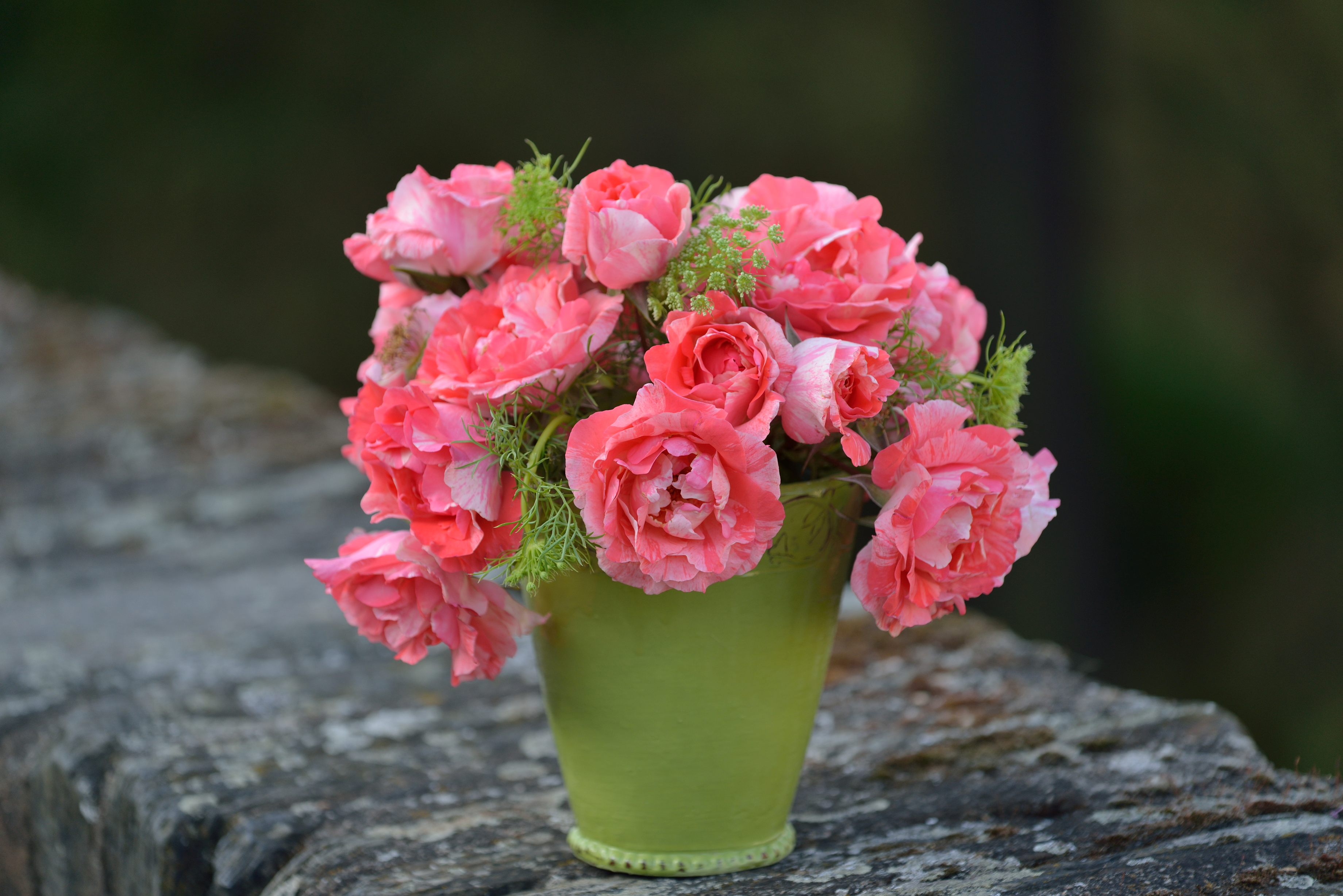 Floribunda Rózsa – Grimaldi®