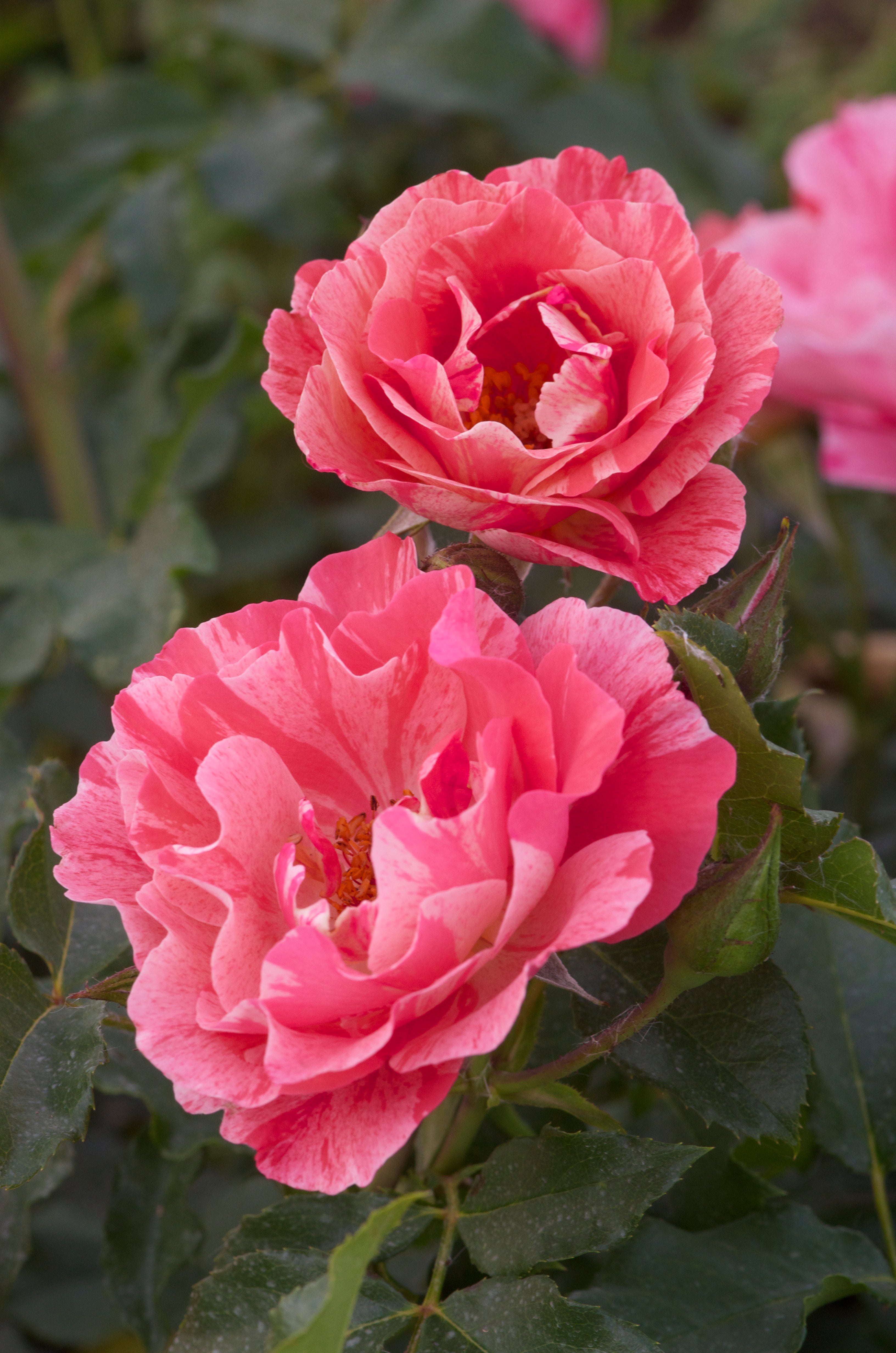Floribunda Rózsa – Grimaldi®