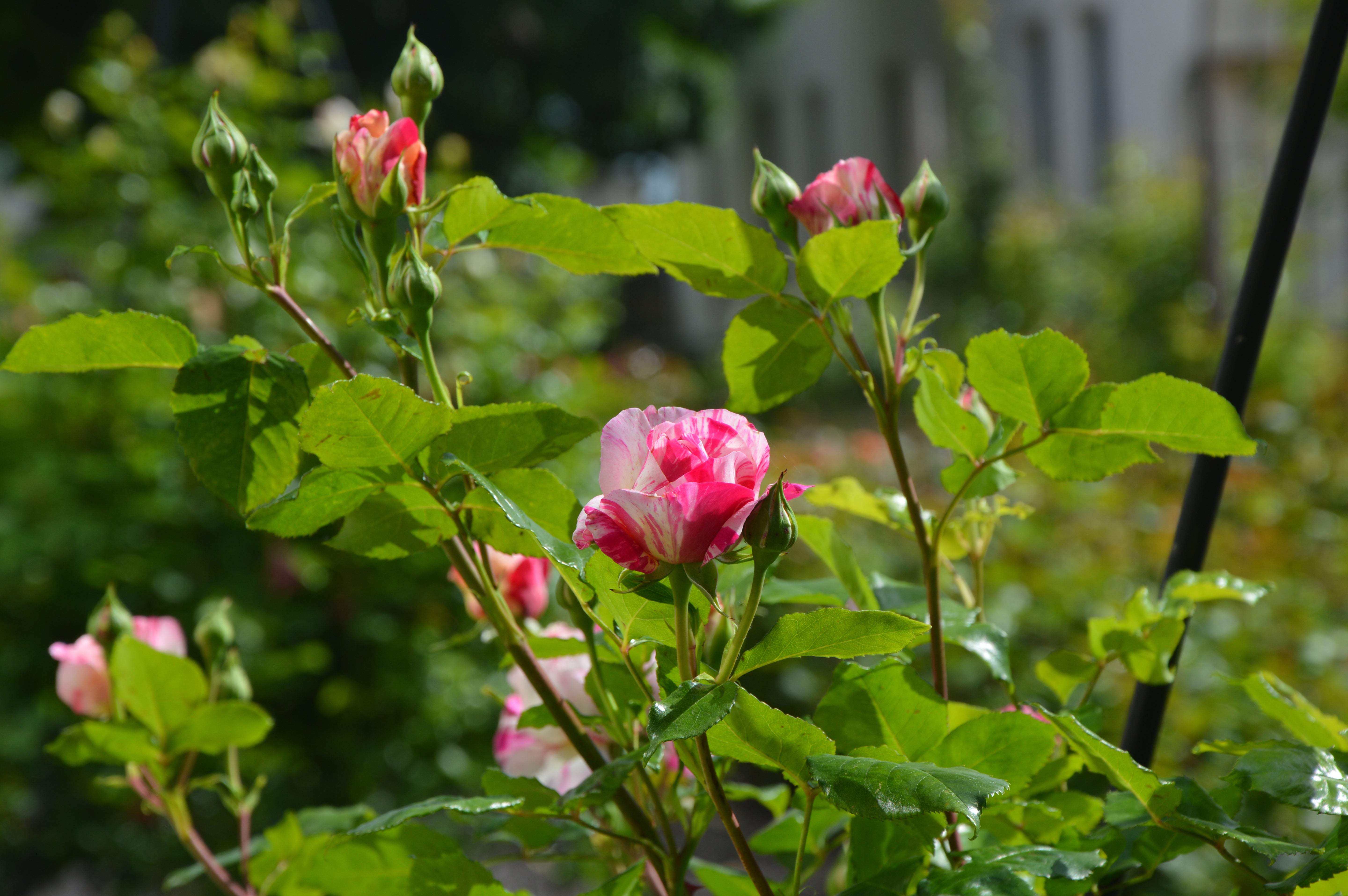 Floribunda Rózsa – Grimaldi®
