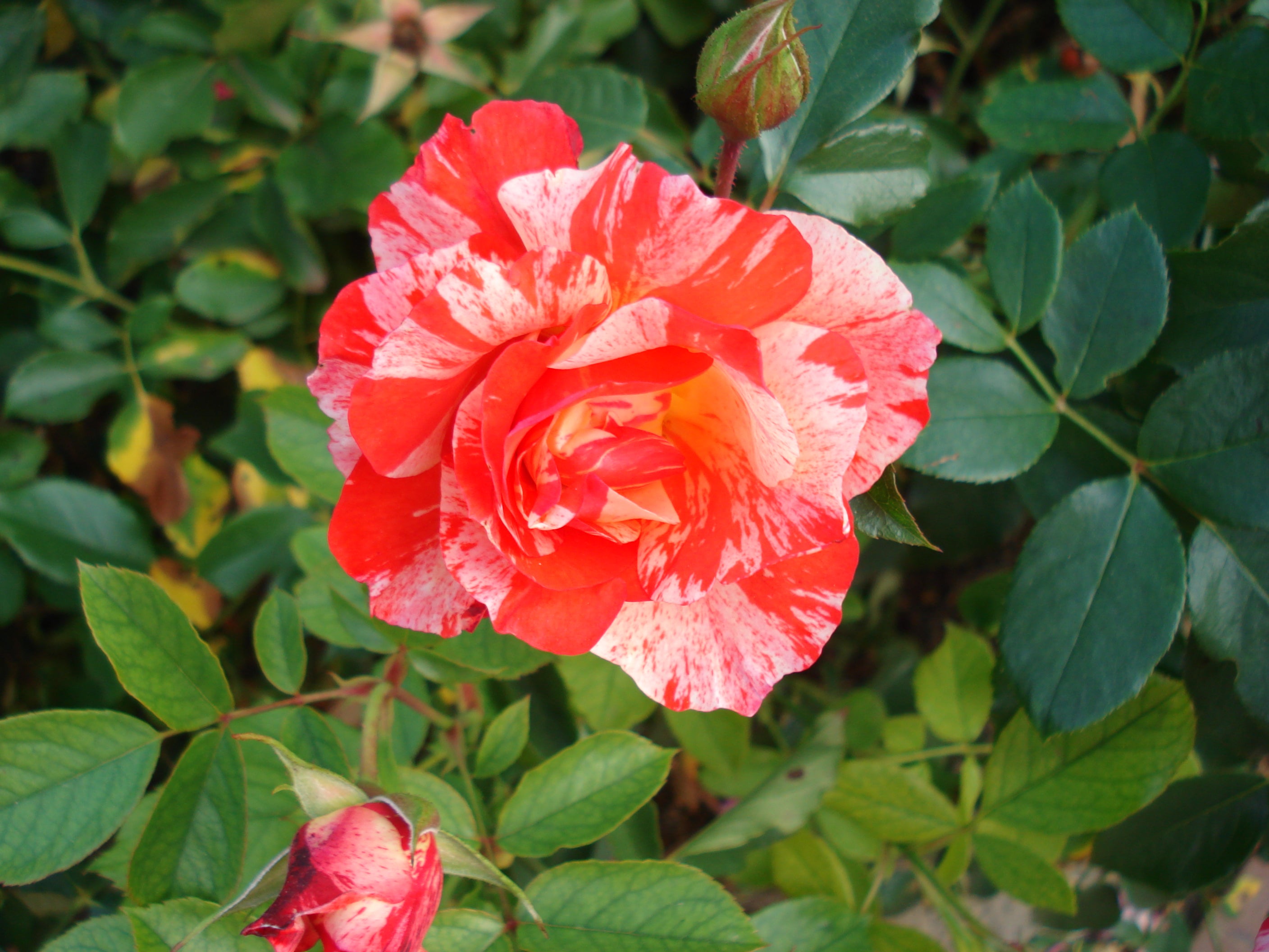 Floribunda Rózsa – Grimaldi®