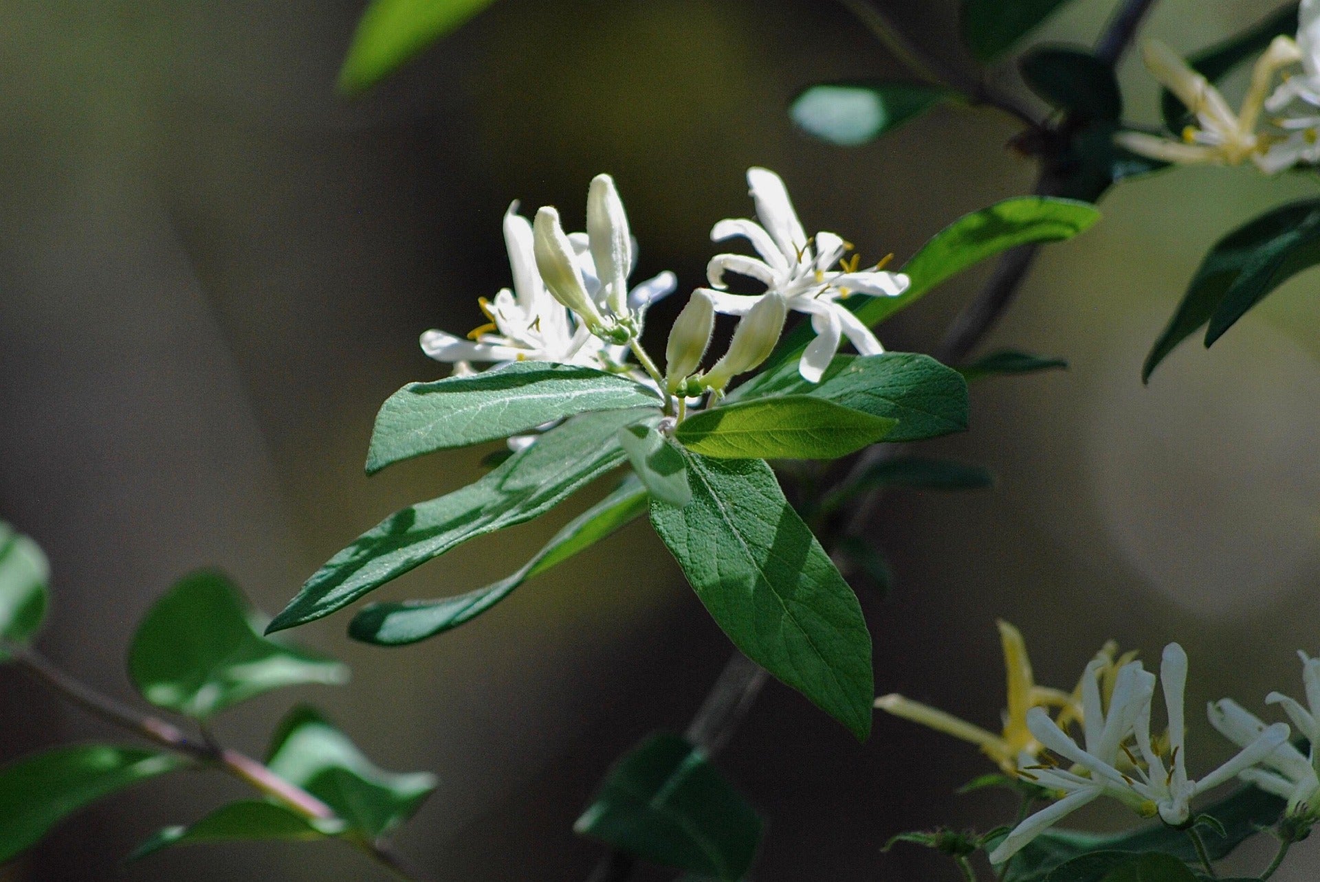 Loncbokor – Halliana – 2L