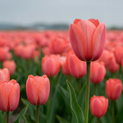 Tulipán Darwin hibrid – Hans Brinker – 12/+