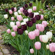 Kompozíció – Hello Spring