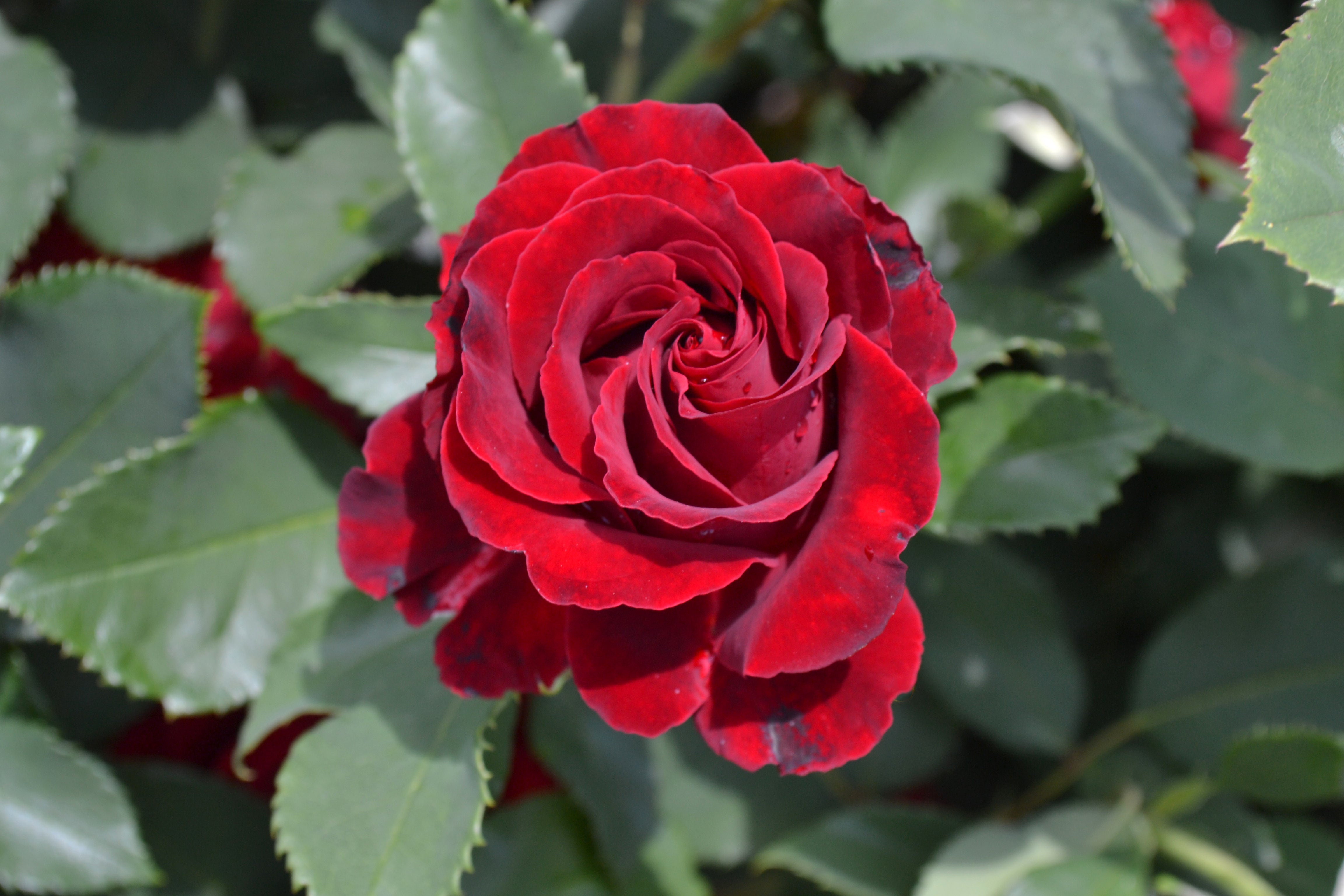 Floribunda Rózsa - Hommage a Barbara® (Heinz Winkler)