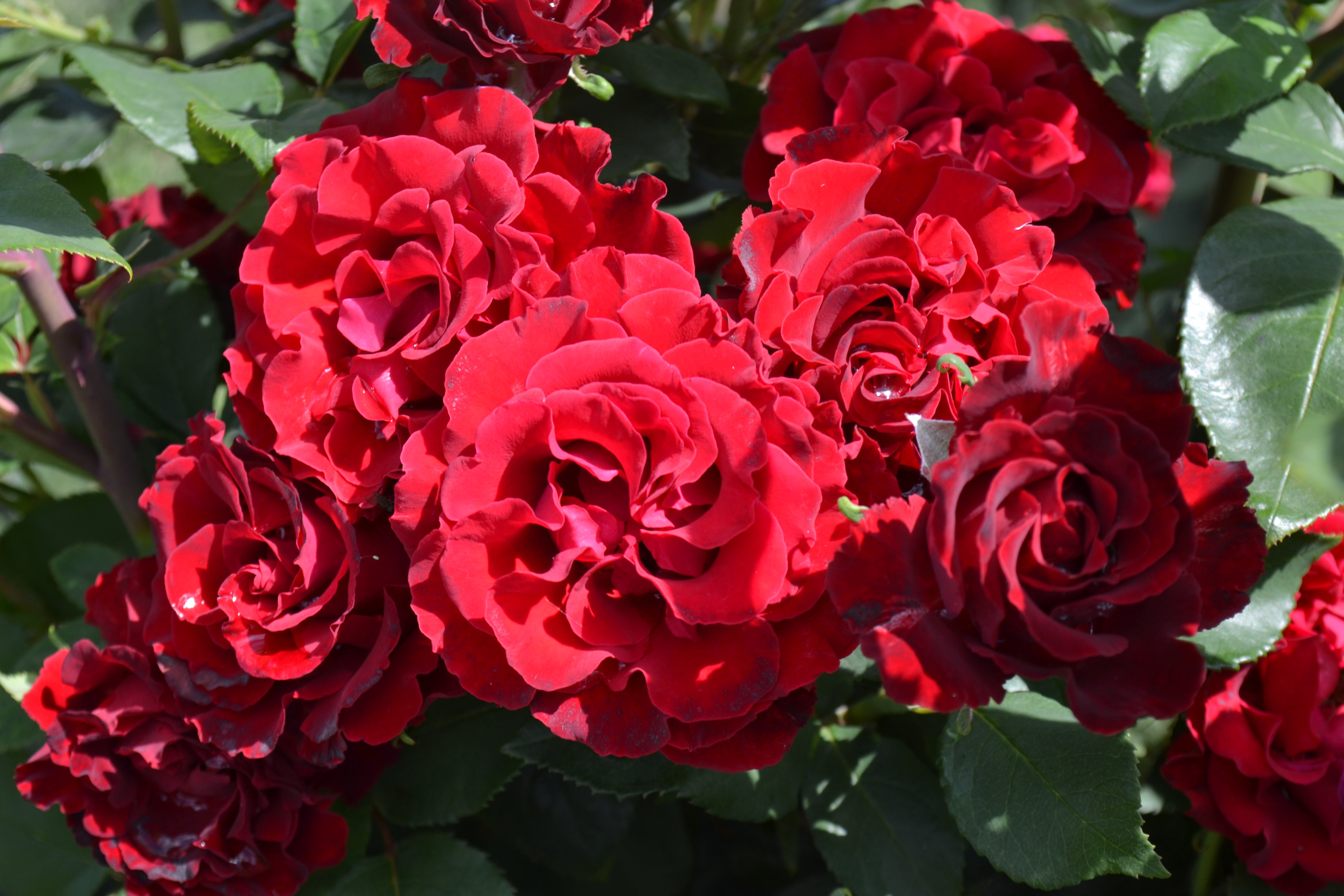 Floribunda Rózsa - Hommage a Barbara® (Heinz Winkler)