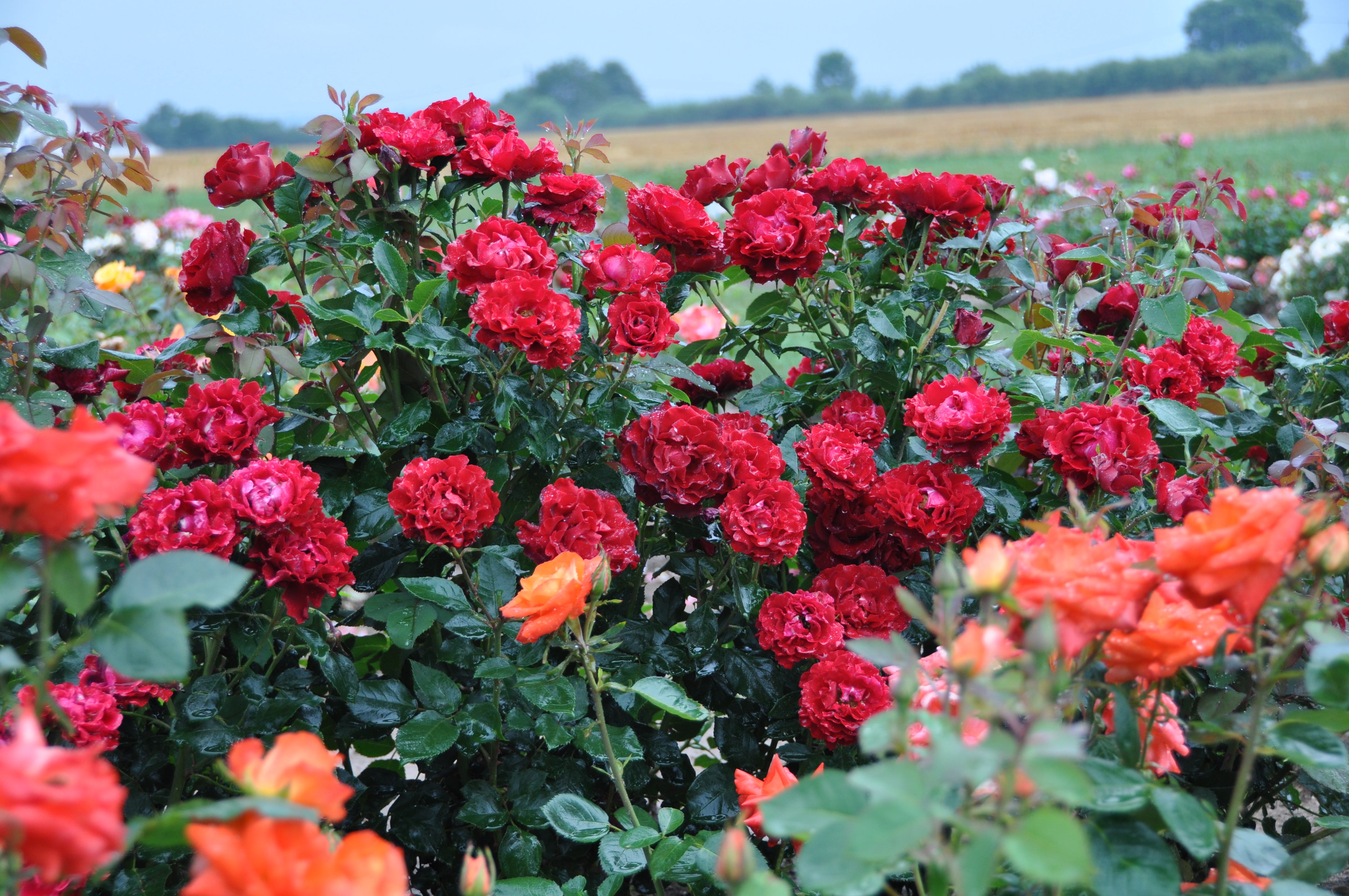 Floribunda Rózsa - Hommage a Barbara® (Heinz Winkler)