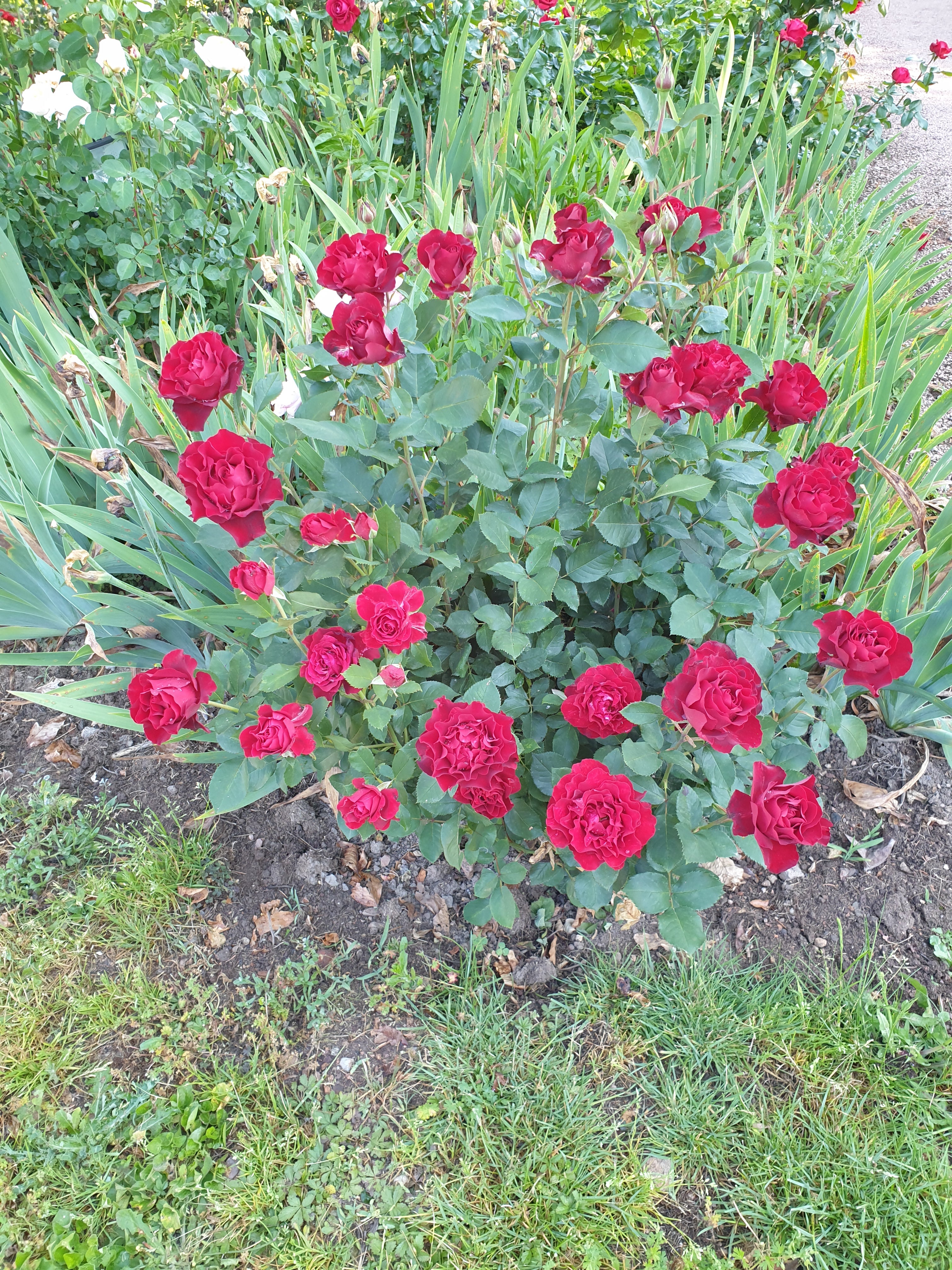 Floribunda Rózsa - Hommage a Barbara® (Heinz Winkler)