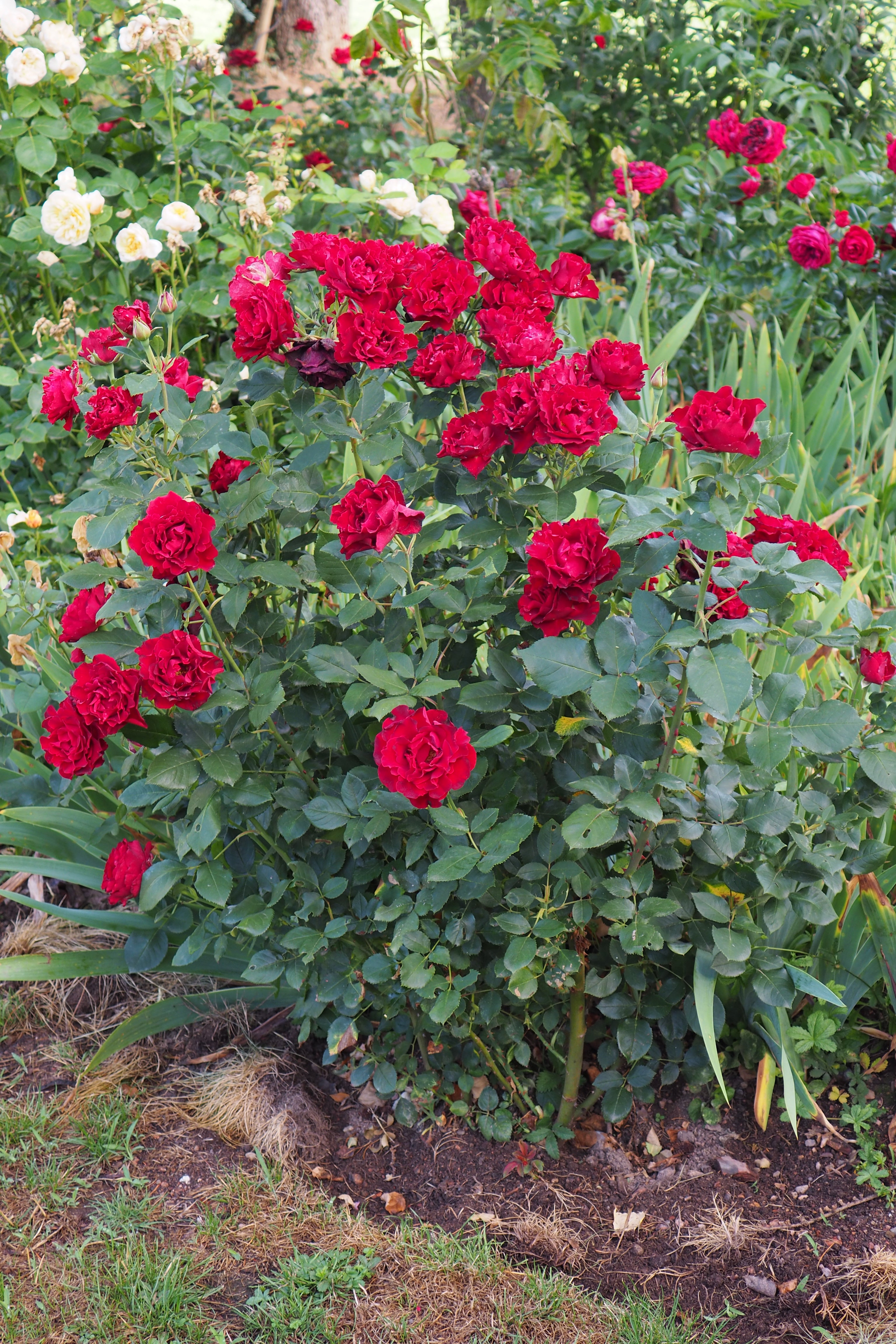 Floribunda Rózsa - Hommage a Barbara® (Heinz Winkler)