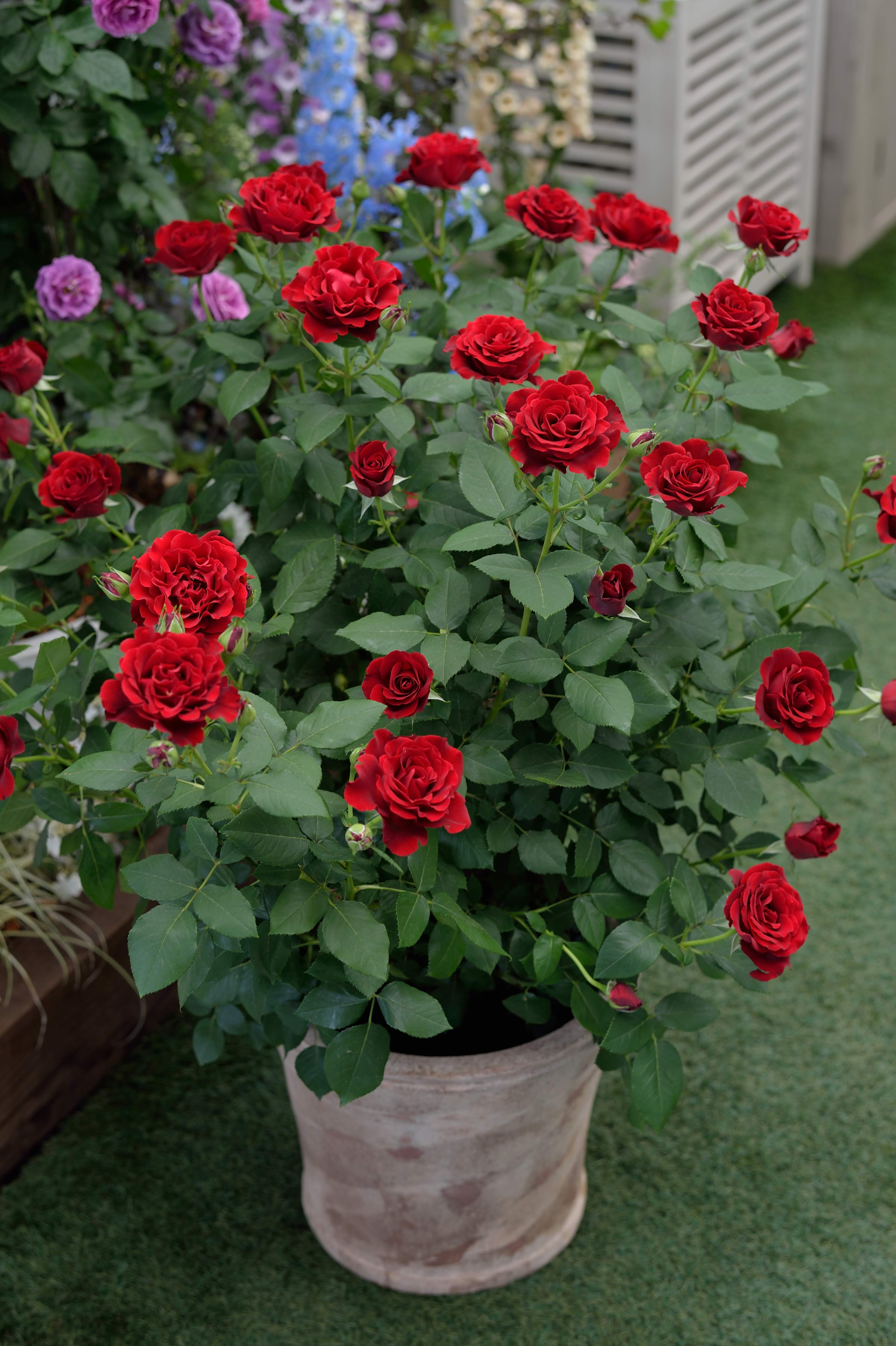 Floribunda Rózsa - Hommage a Barbara® (Heinz Winkler)