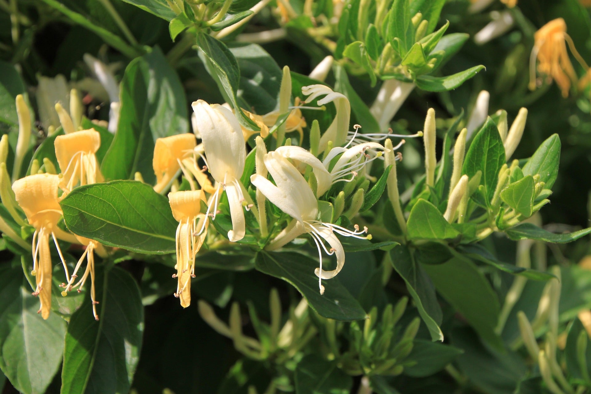 Honeysuckle - Halliana -2