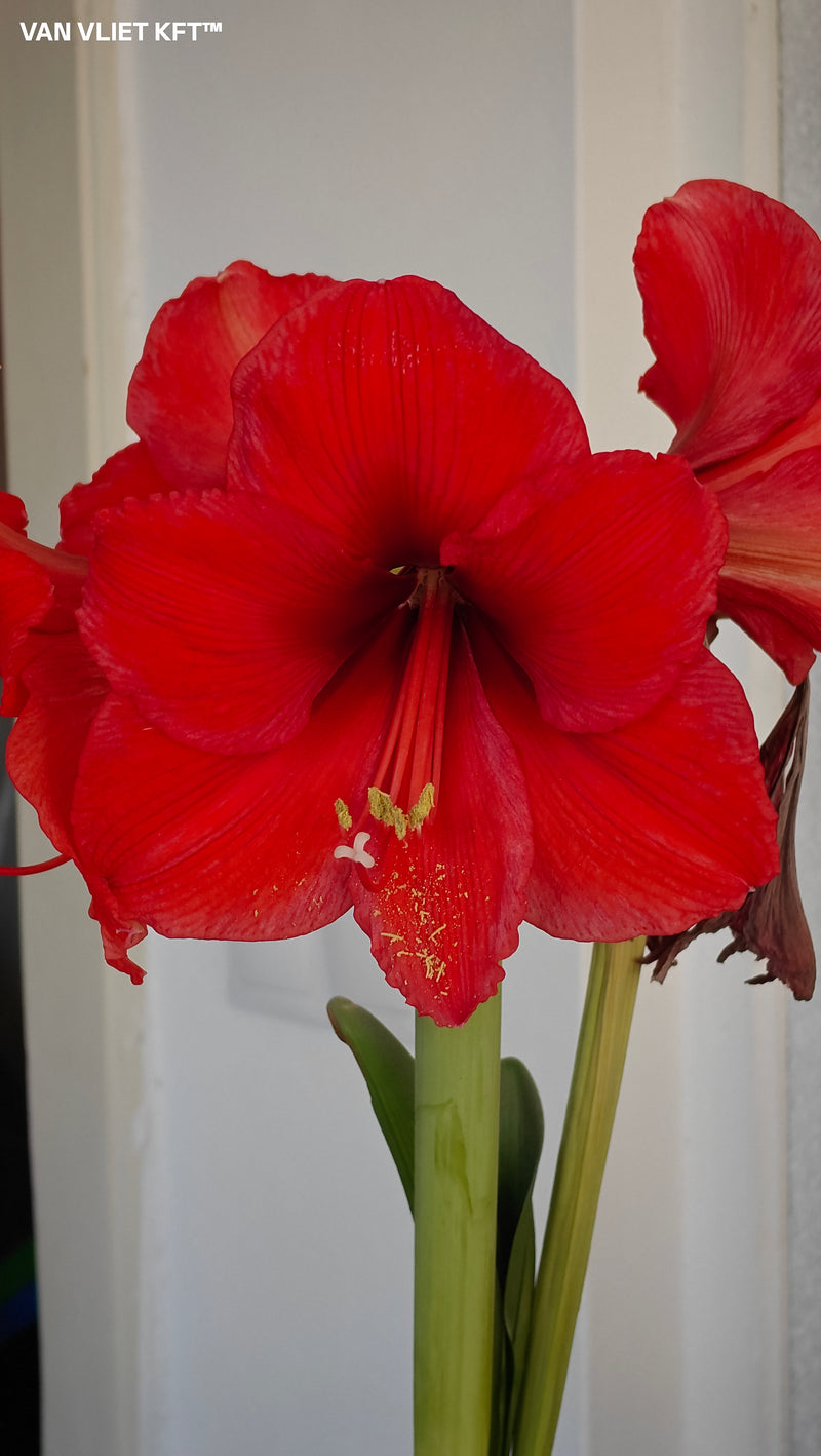 Amaryllis - Horizon - 30/32