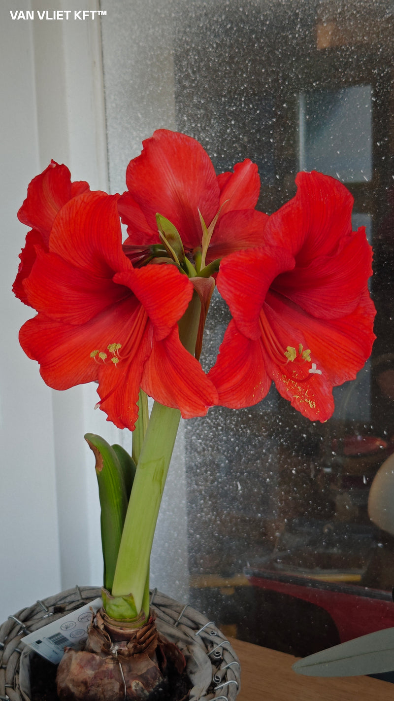 Amaryllis - Horizon - 30/32