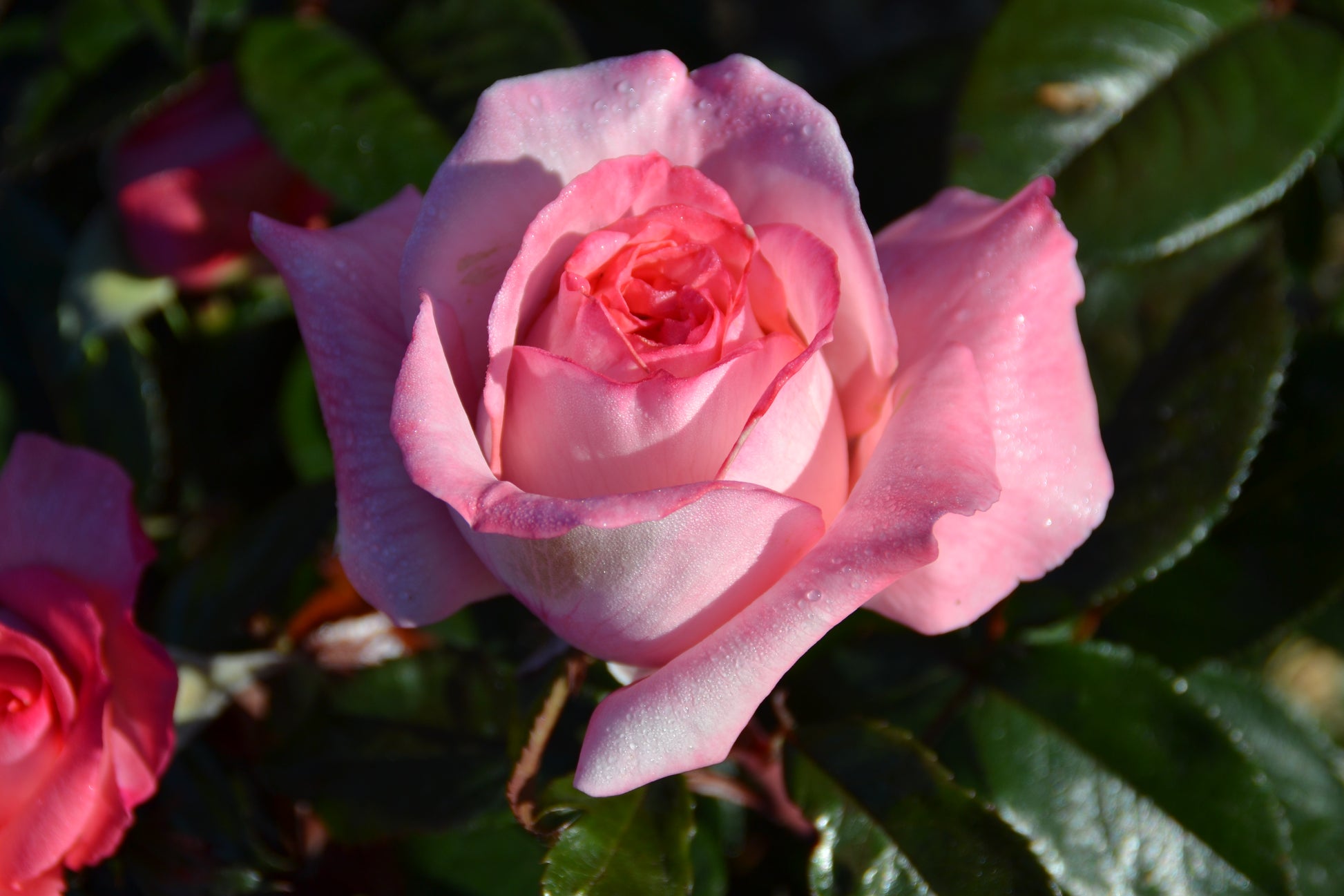 Hybrid Tea Rose - Fragonard®-2