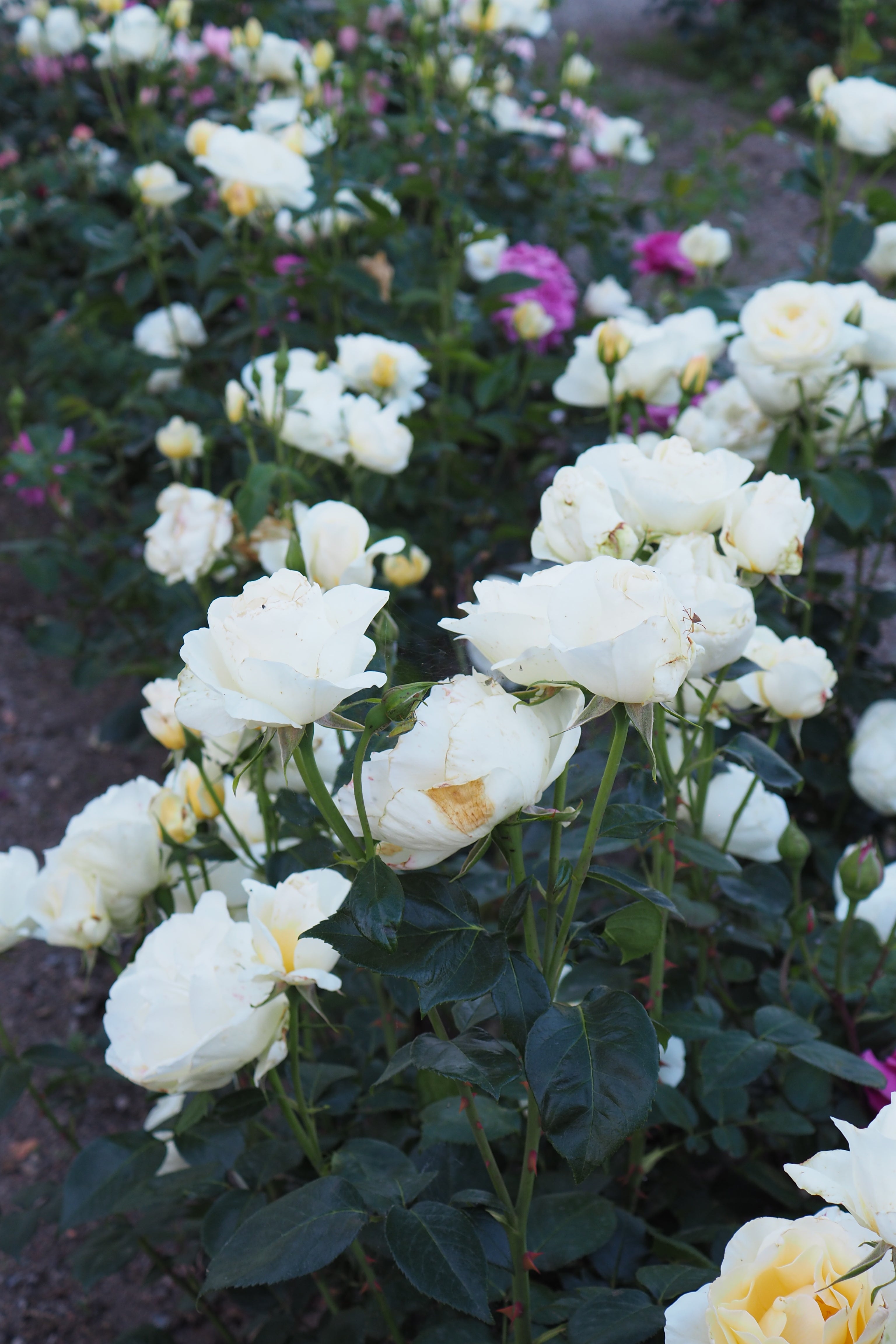 Hybrid Tea Rose - Grand Nord®-2