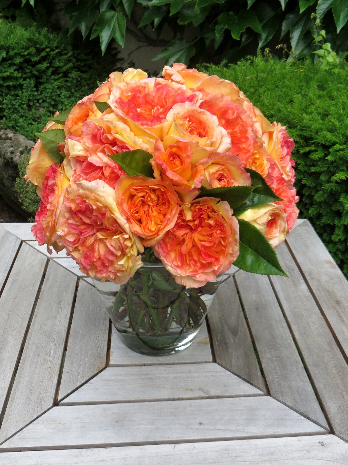 Hybrid Tea Rose - Henri Delbard®-1