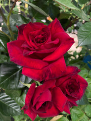 Hybrid Tea Rose - La Rose Monsieur®-1