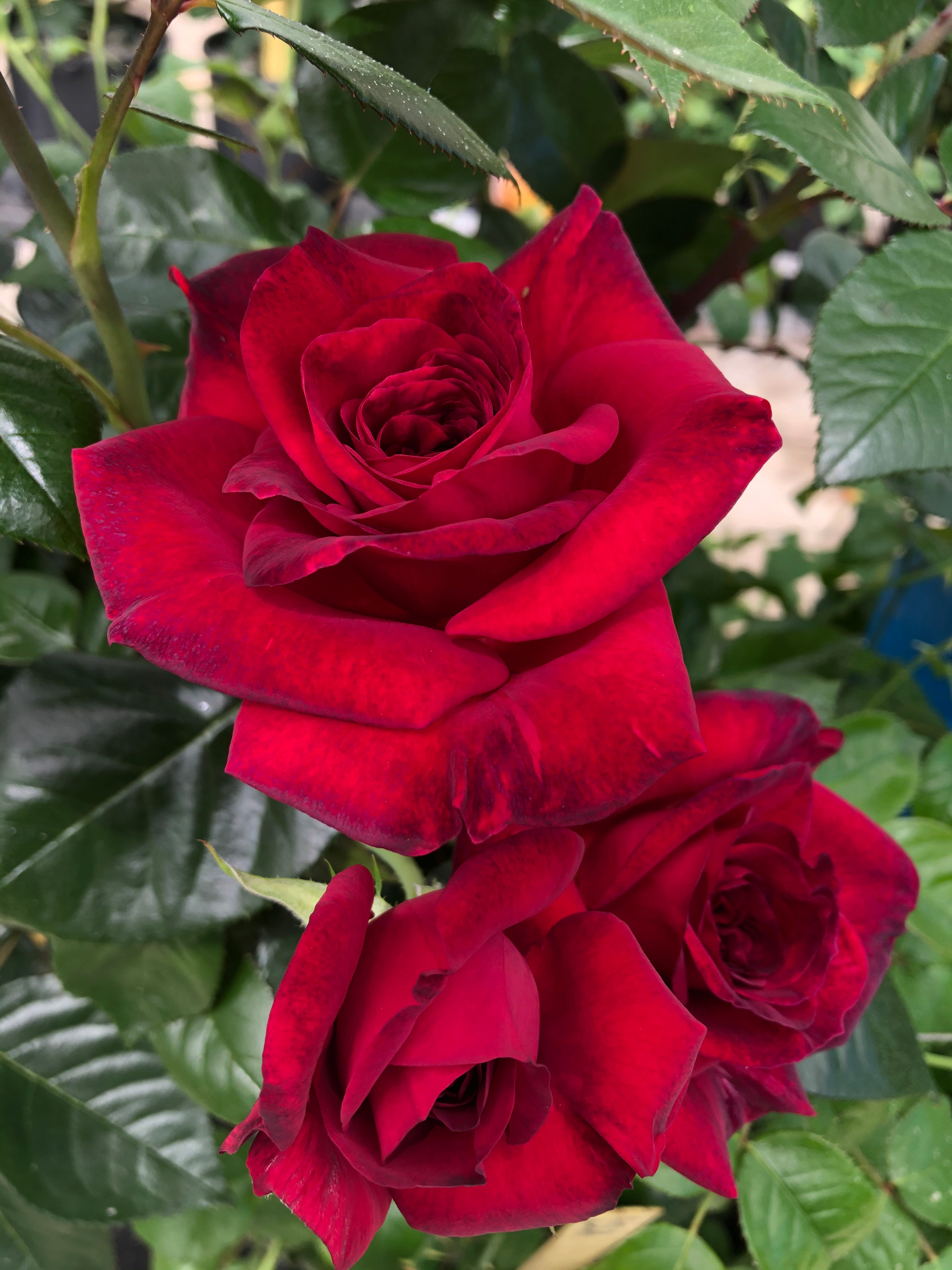 Hybrid Tea Rose - La Rose Monsieur®-1
