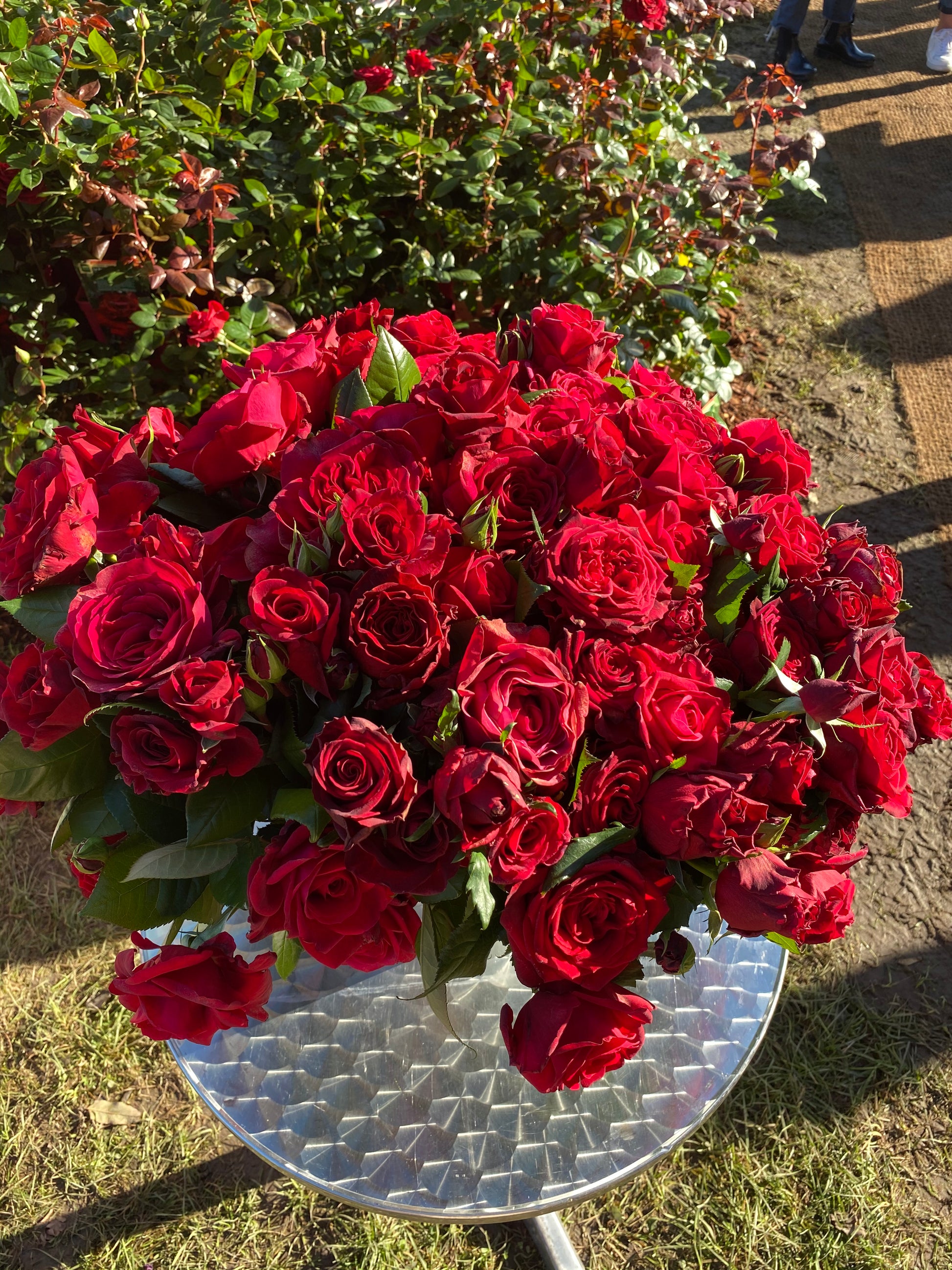 Hybrid Tea Rose - La Rose Monsieur®-2