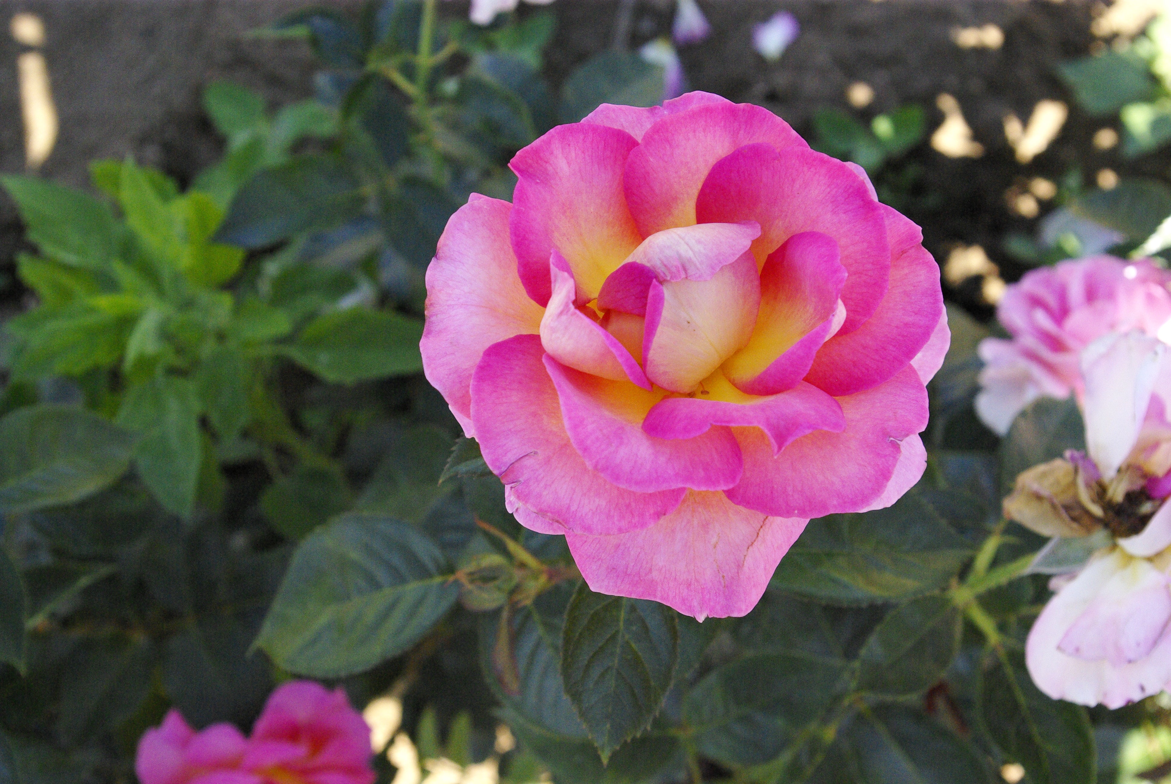 Hybrid Tea Rose - Pink Paradise®-2