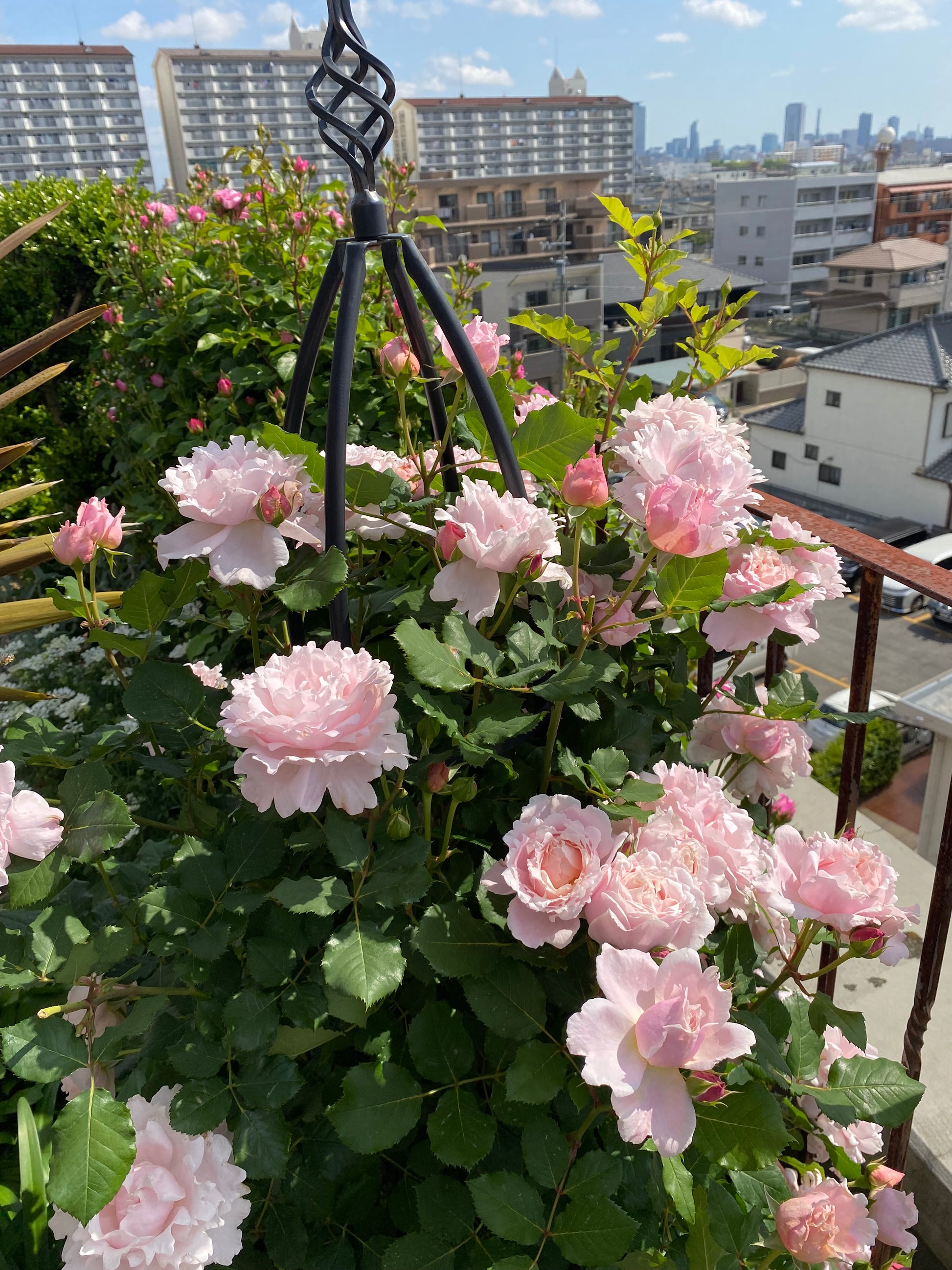 Hybrid Tea Rose - Sophie Rochas®-1