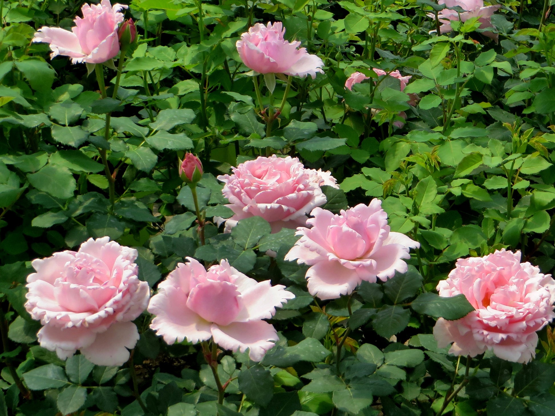 Hybrid Tea Rose - Sophie Rochas®-3