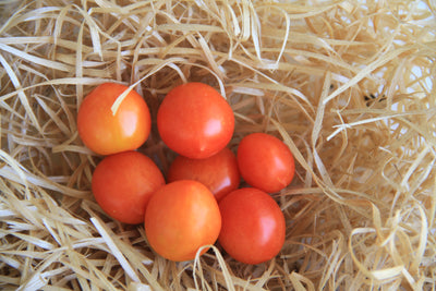 Cherry Tomato - Micro Cherry - 10 Seeds