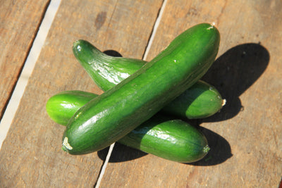 Snack Cucumber - Kalimero F1 - 6 Seeds