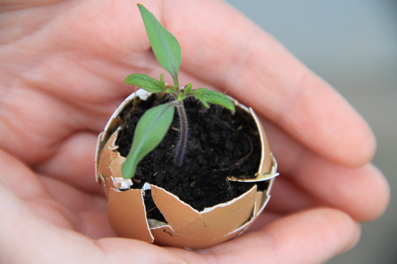 Cherry Tomato - Micro Cherry - 10 Seeds