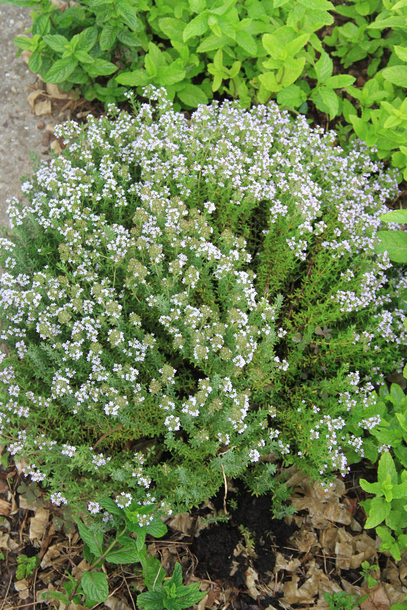 German Winter Thyme - 0,5 g