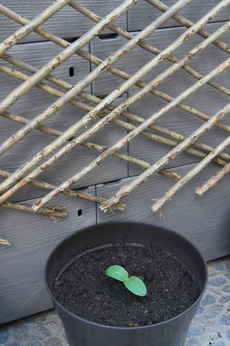 Snack Cucumber - Kalimero F1 - 6 Seeds