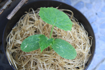 Snack Cucumber - Kalimero F1 - 6 Seeds
