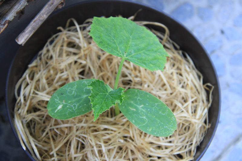 Snack Cucumber - Kalimero F1 - 6 Seeds