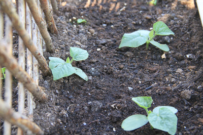 Horned Melon - Kiwano - 10 Seeds