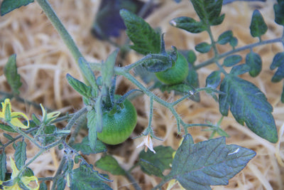 Cherry Tomato - Micro Cherry - 10 Seeds