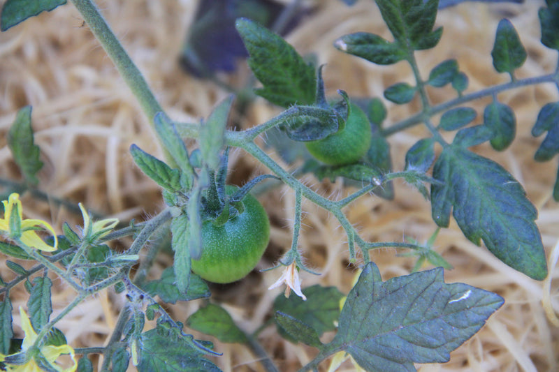Cherry Tomato - Micro Cherry - 10 Seeds