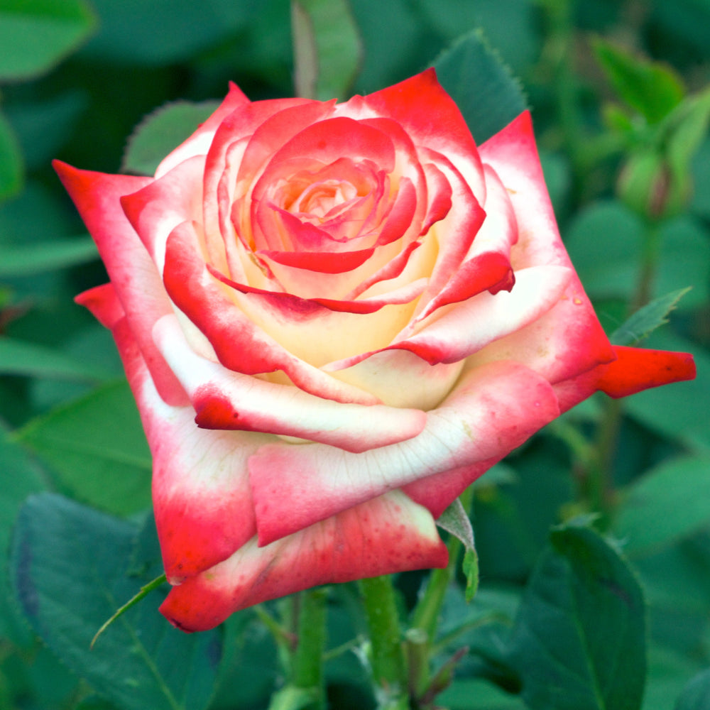 <strong>Rózsák</strong>