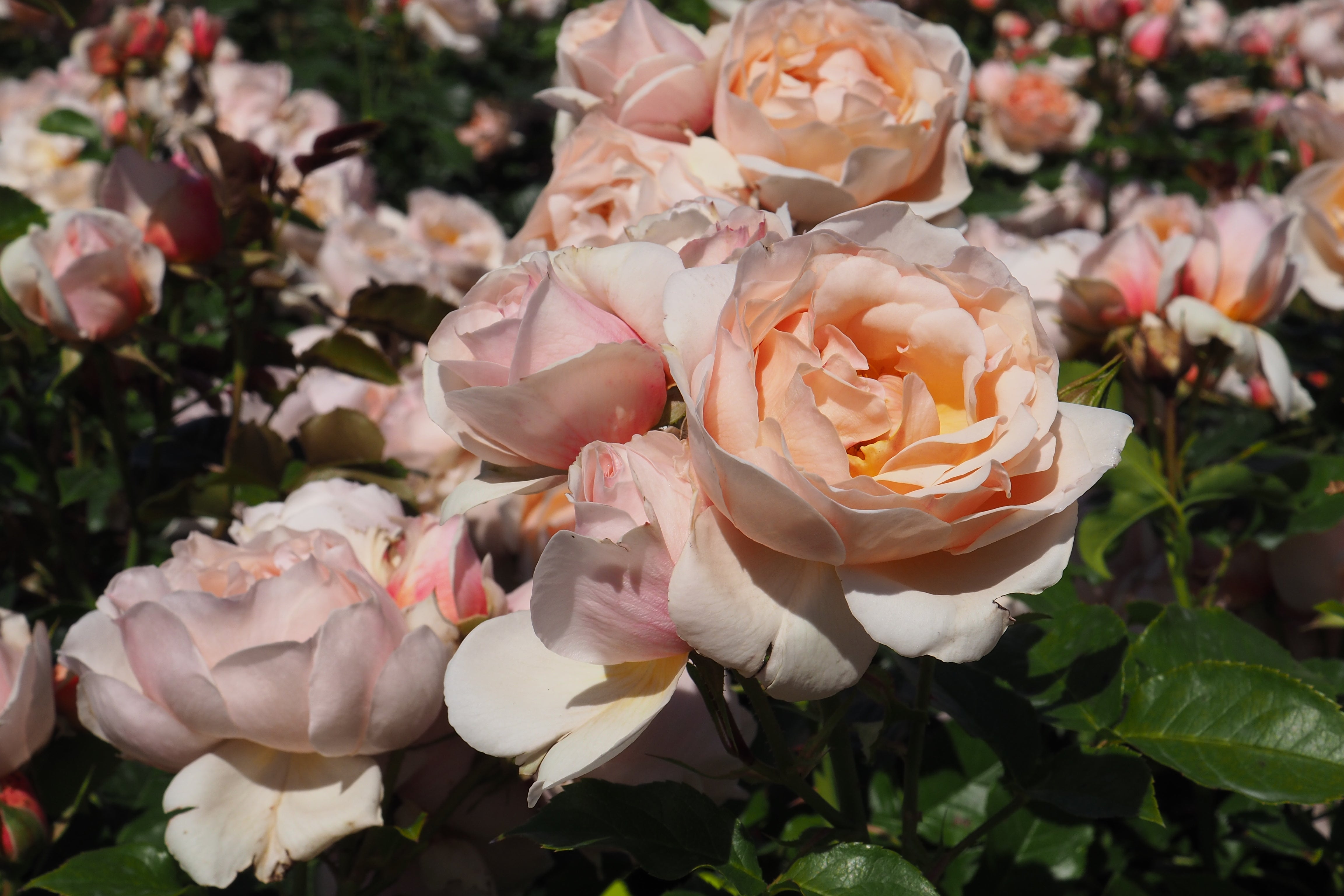 Floribunda Rózsa - Jardin des Tuileries®