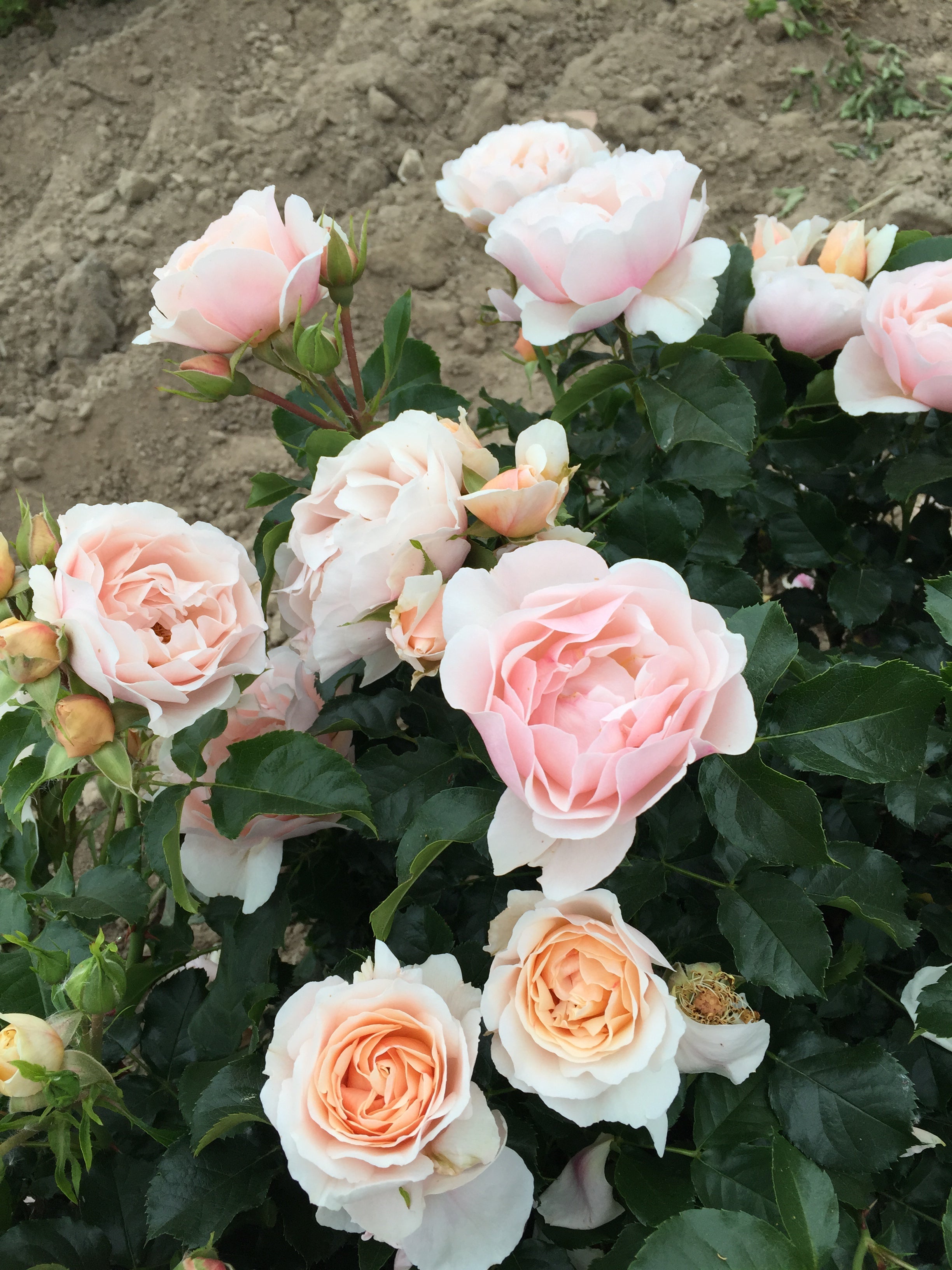 Floribunda Rózsa - Jardin des Tuileries®