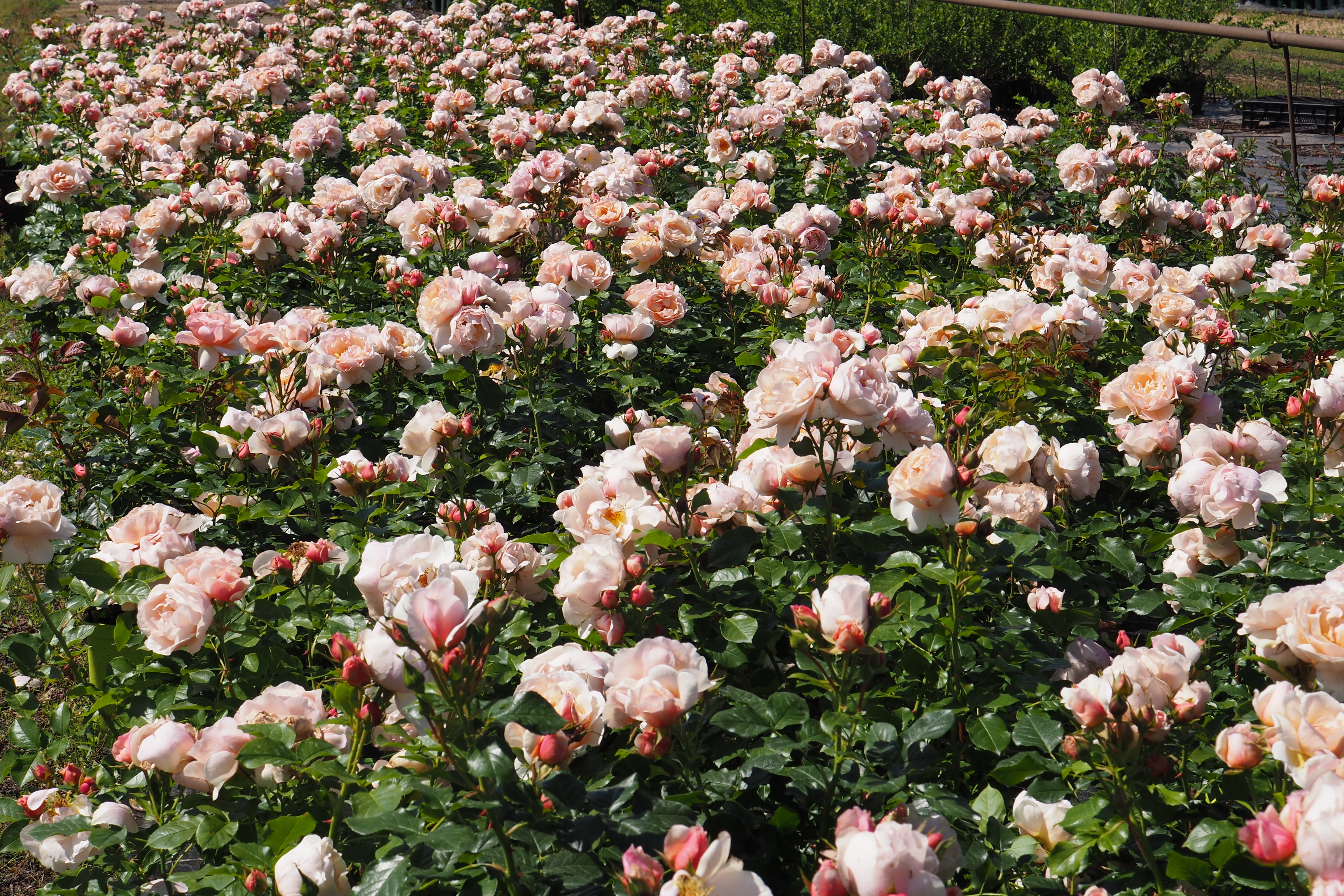 Floribunda Rózsa - Jardin des Tuileries®